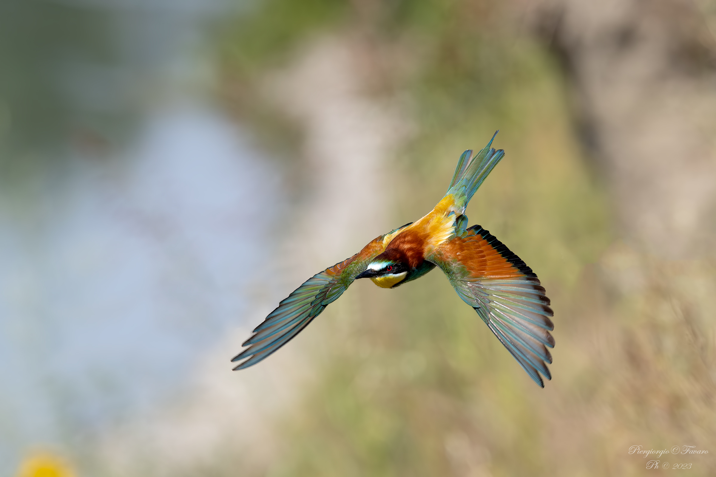 Bee-eater