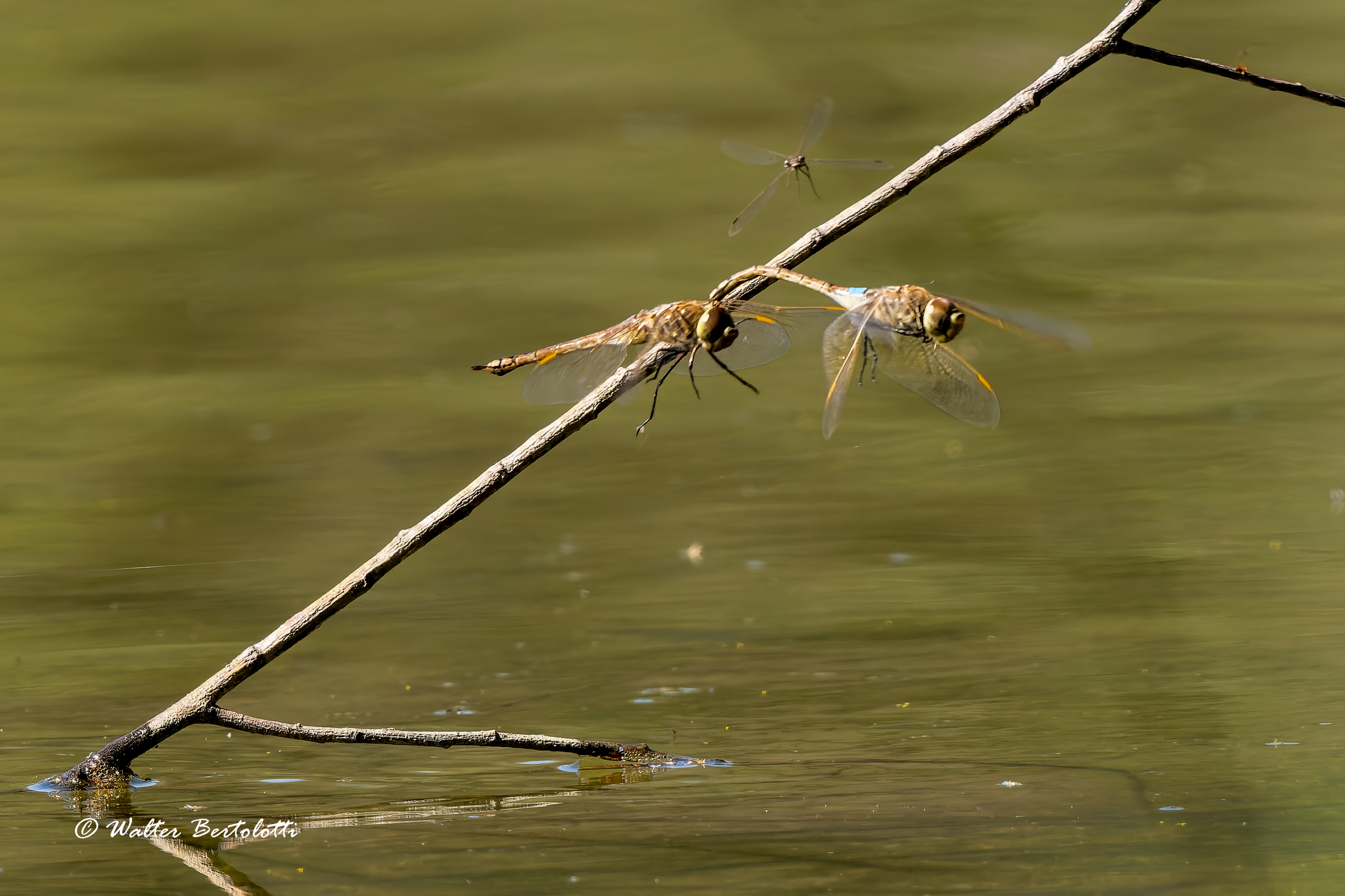in coppia...più uno