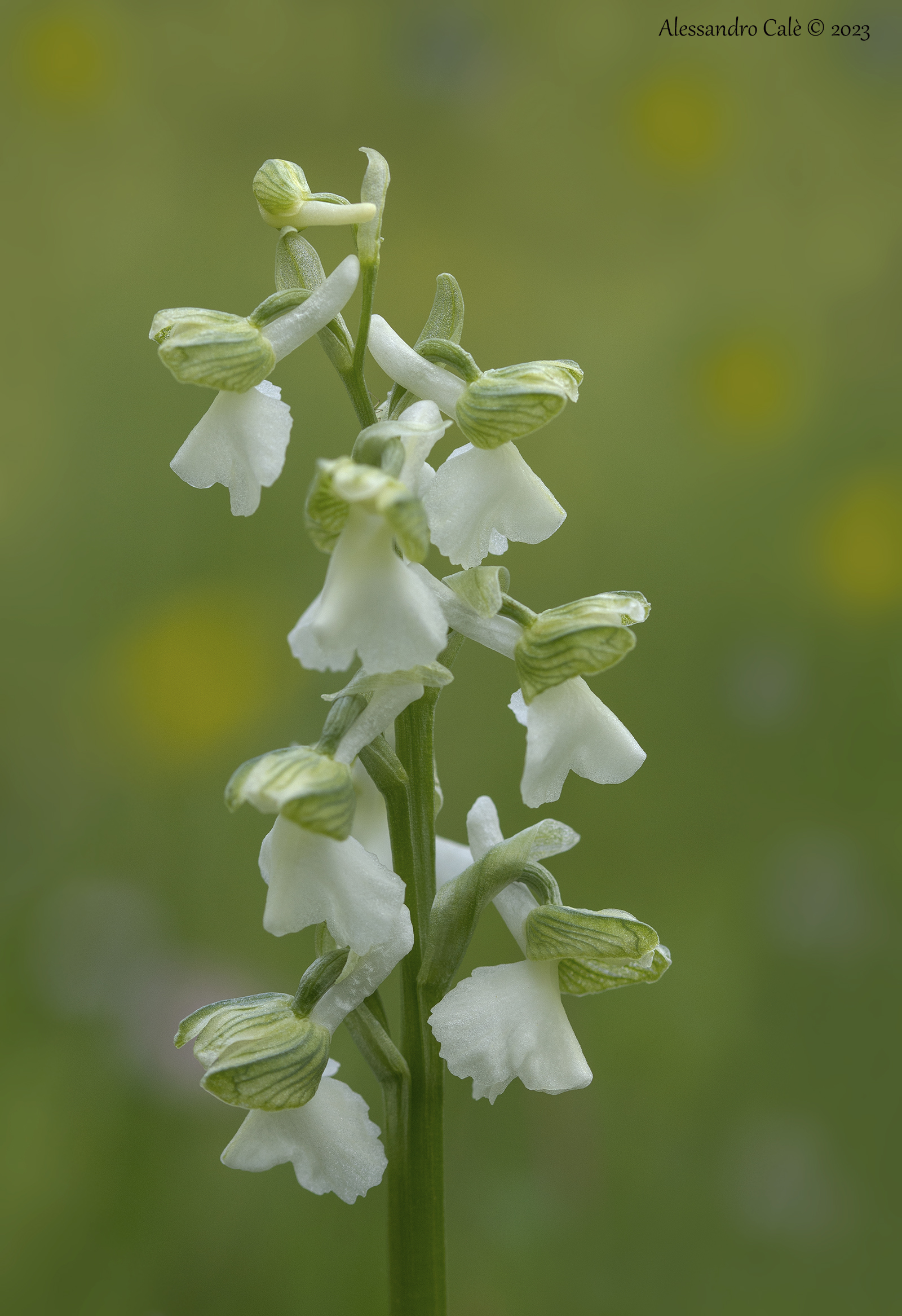 Anacamptis morio 6980