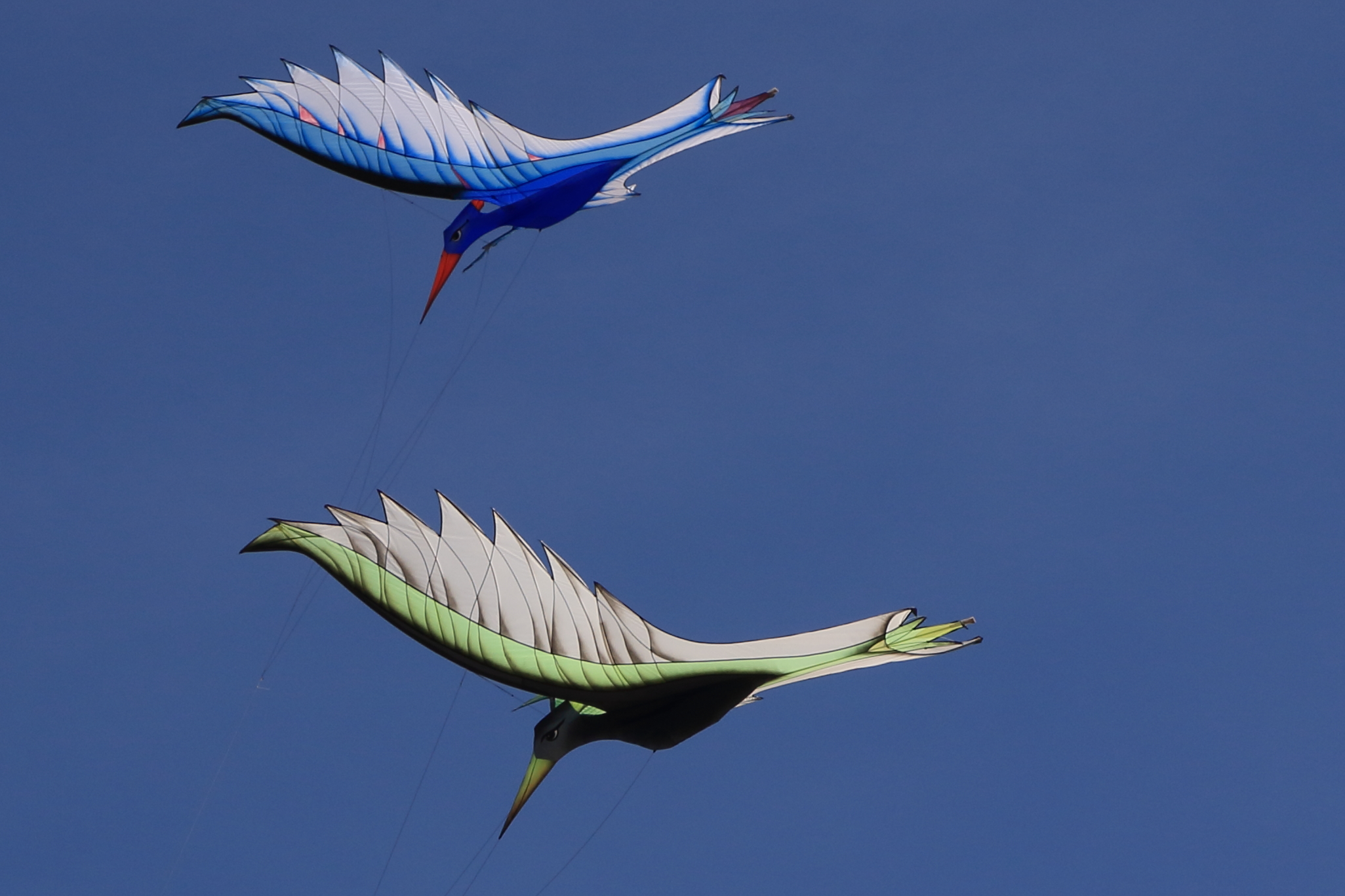 Birds of paradise