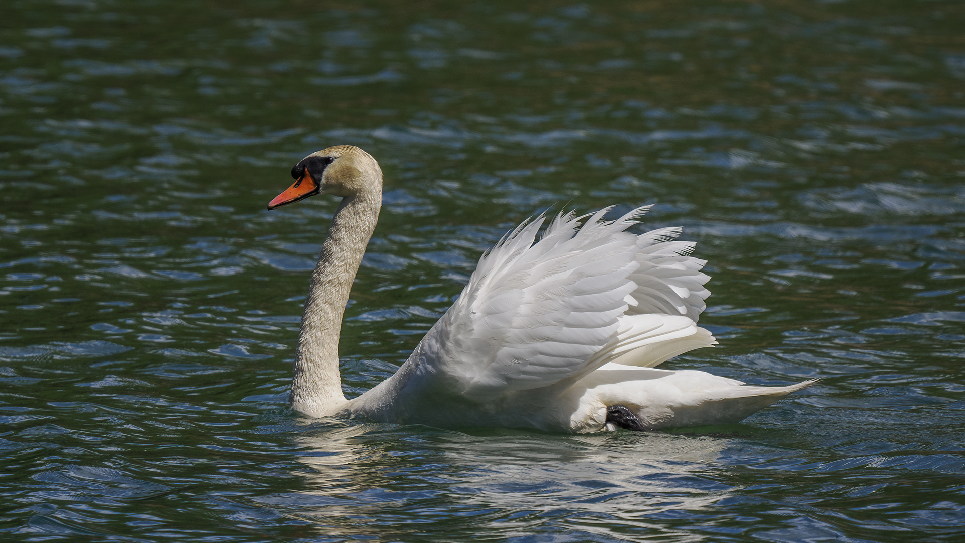 Swan