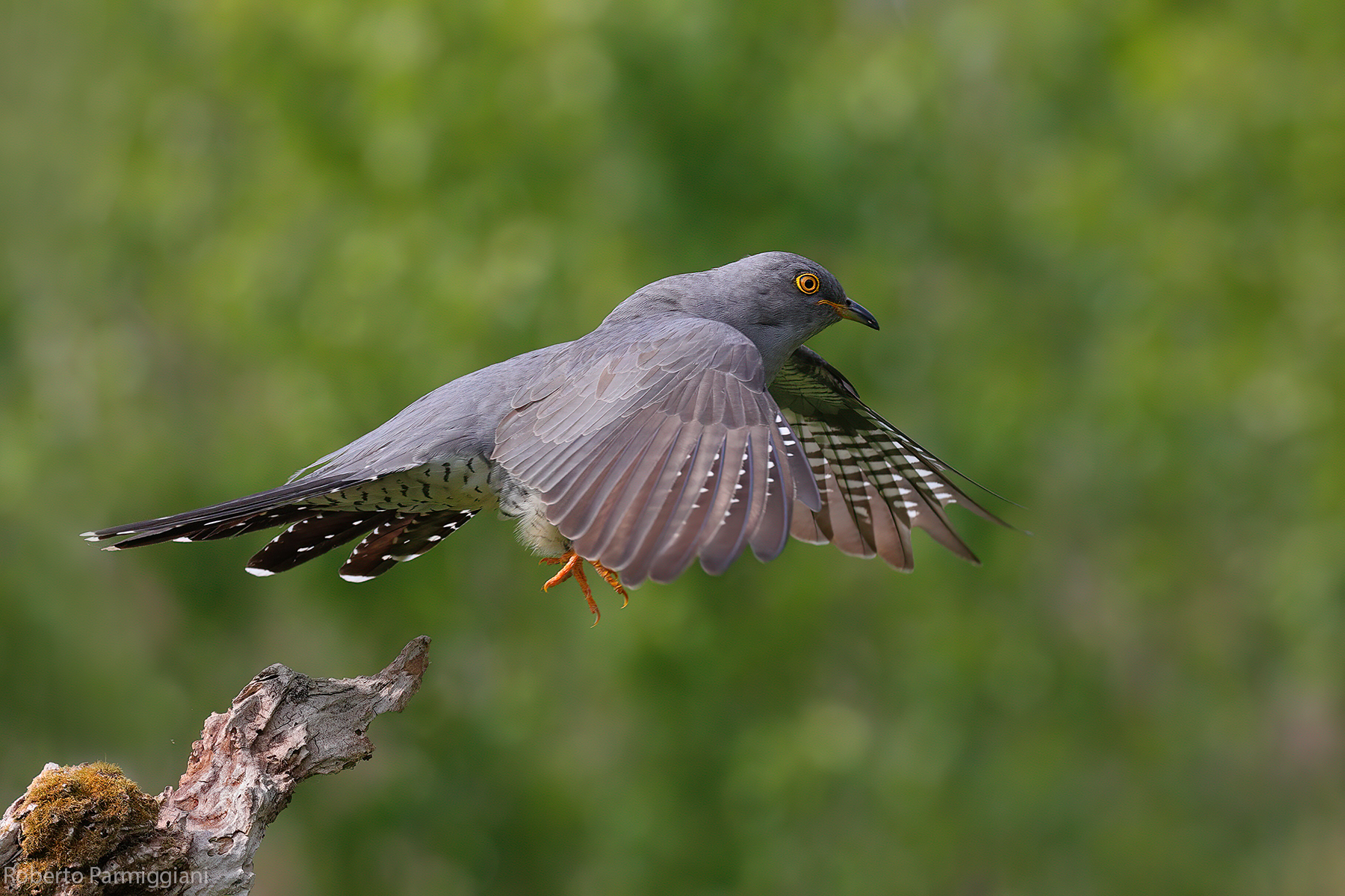 Cuckoo