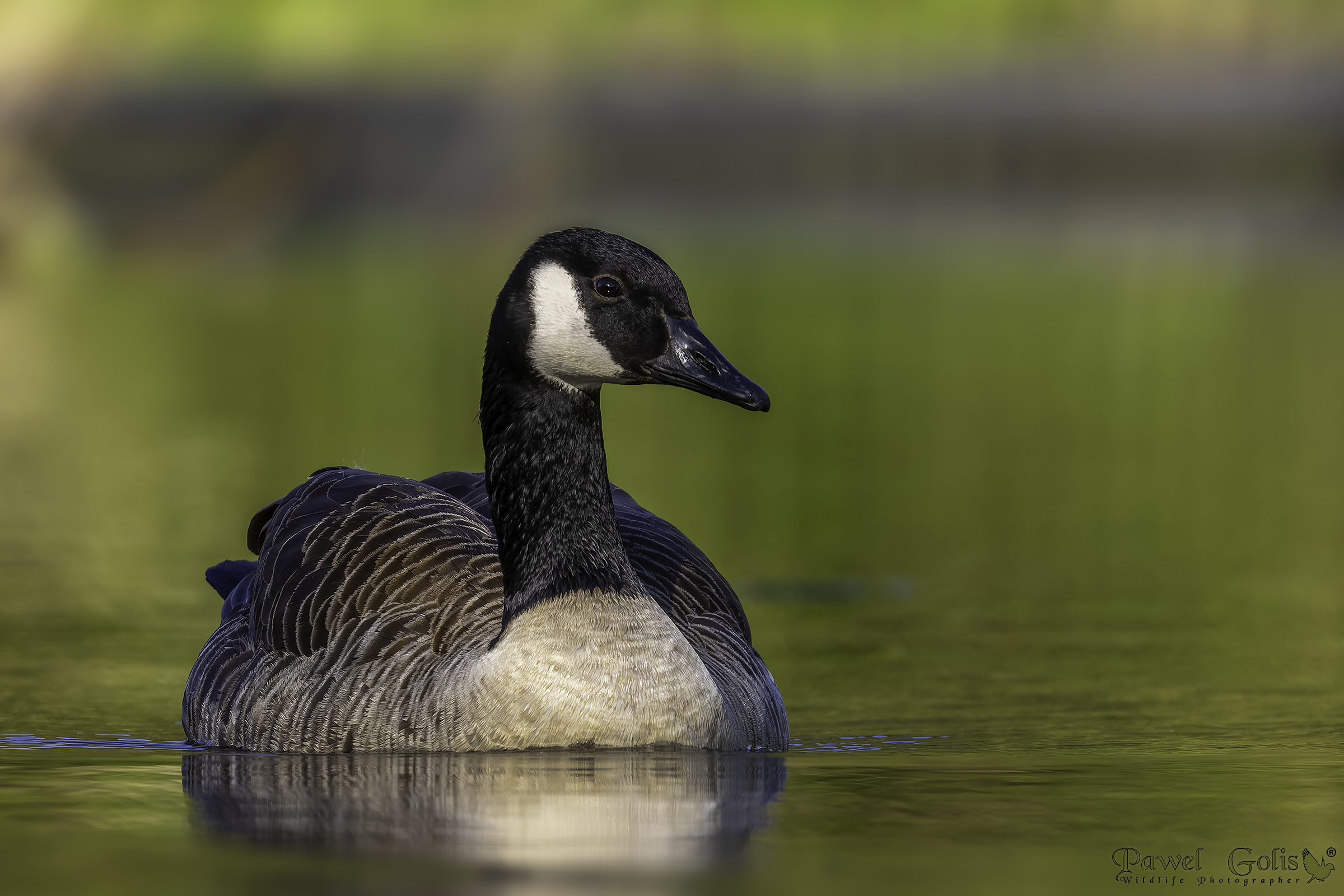 Oca canadese (Branta canadensis)