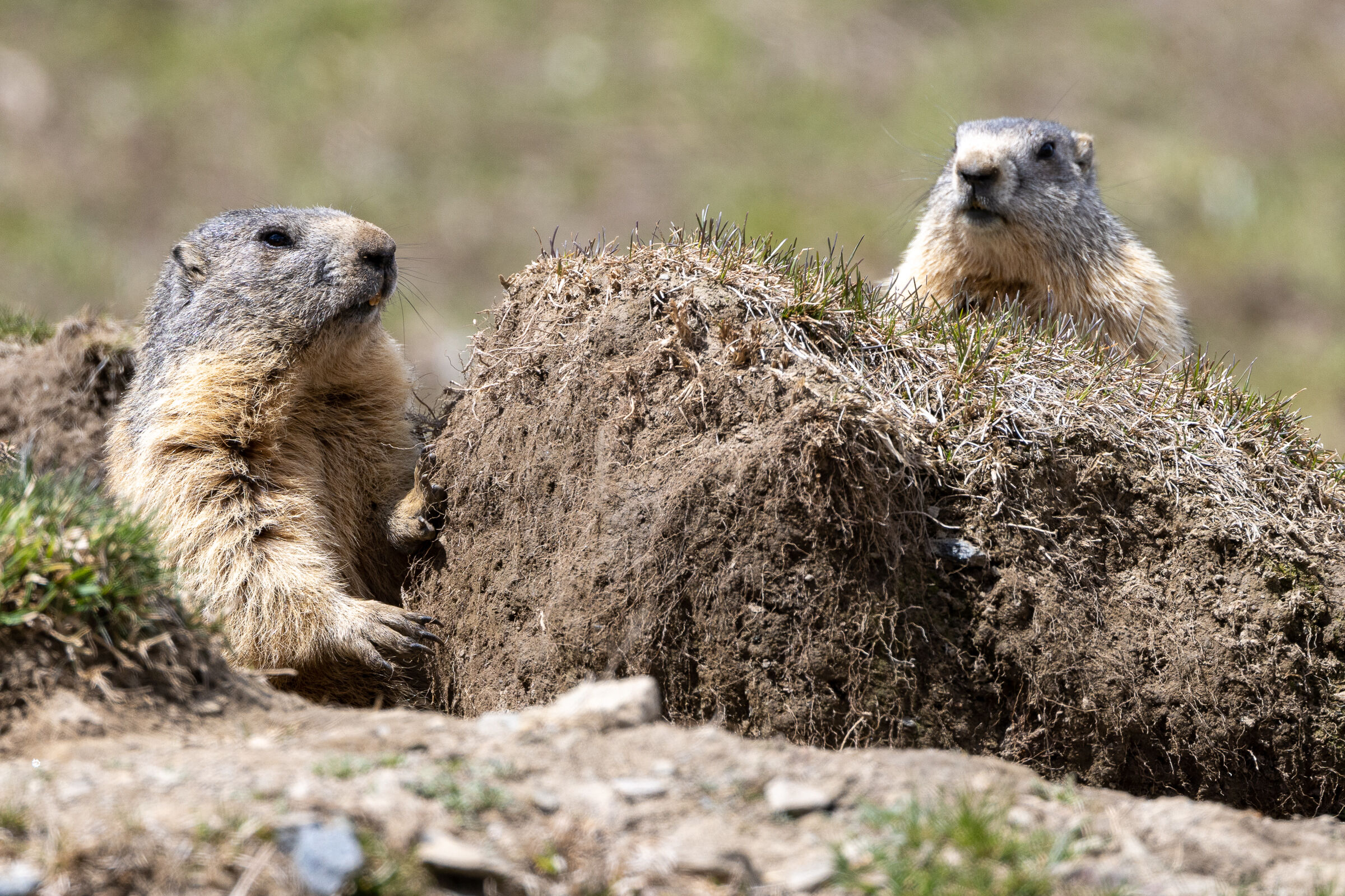 The awakening of marmots