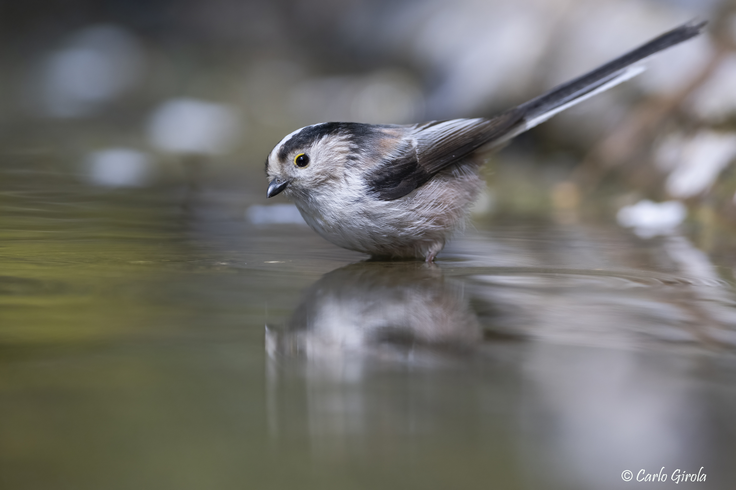 Long-tailed (Aegithalos caudatus)