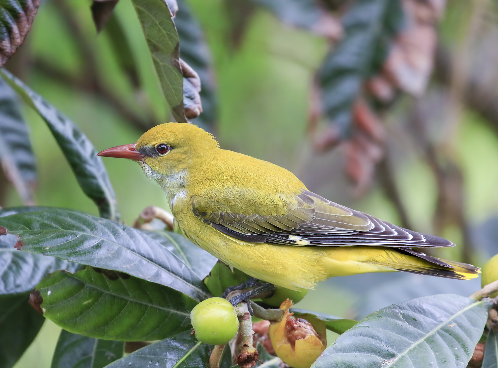 giallo canarino ma è un rigogolo