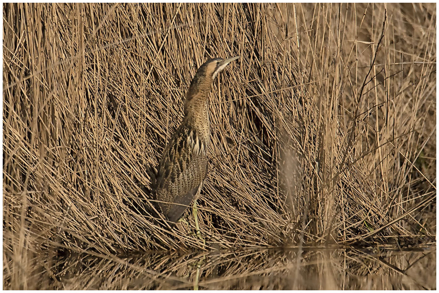 Bittern