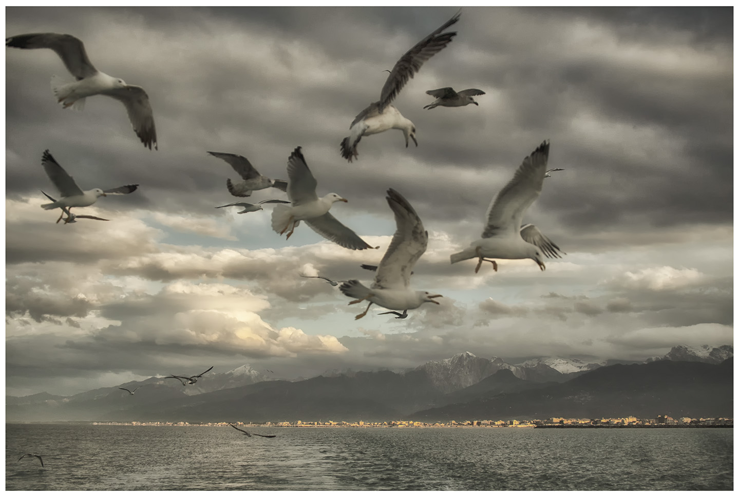 Yellow legged Gulls