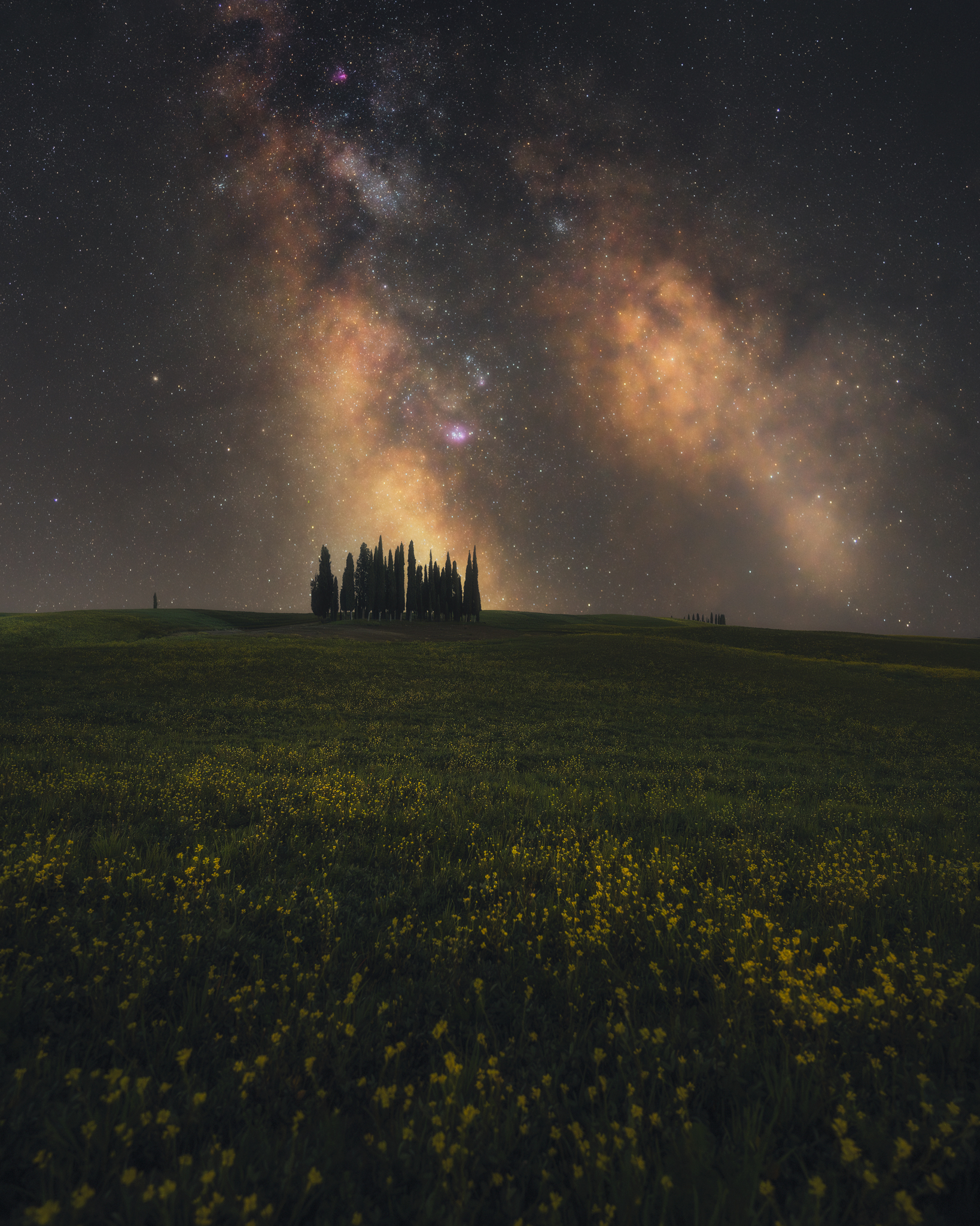 Cipressini
