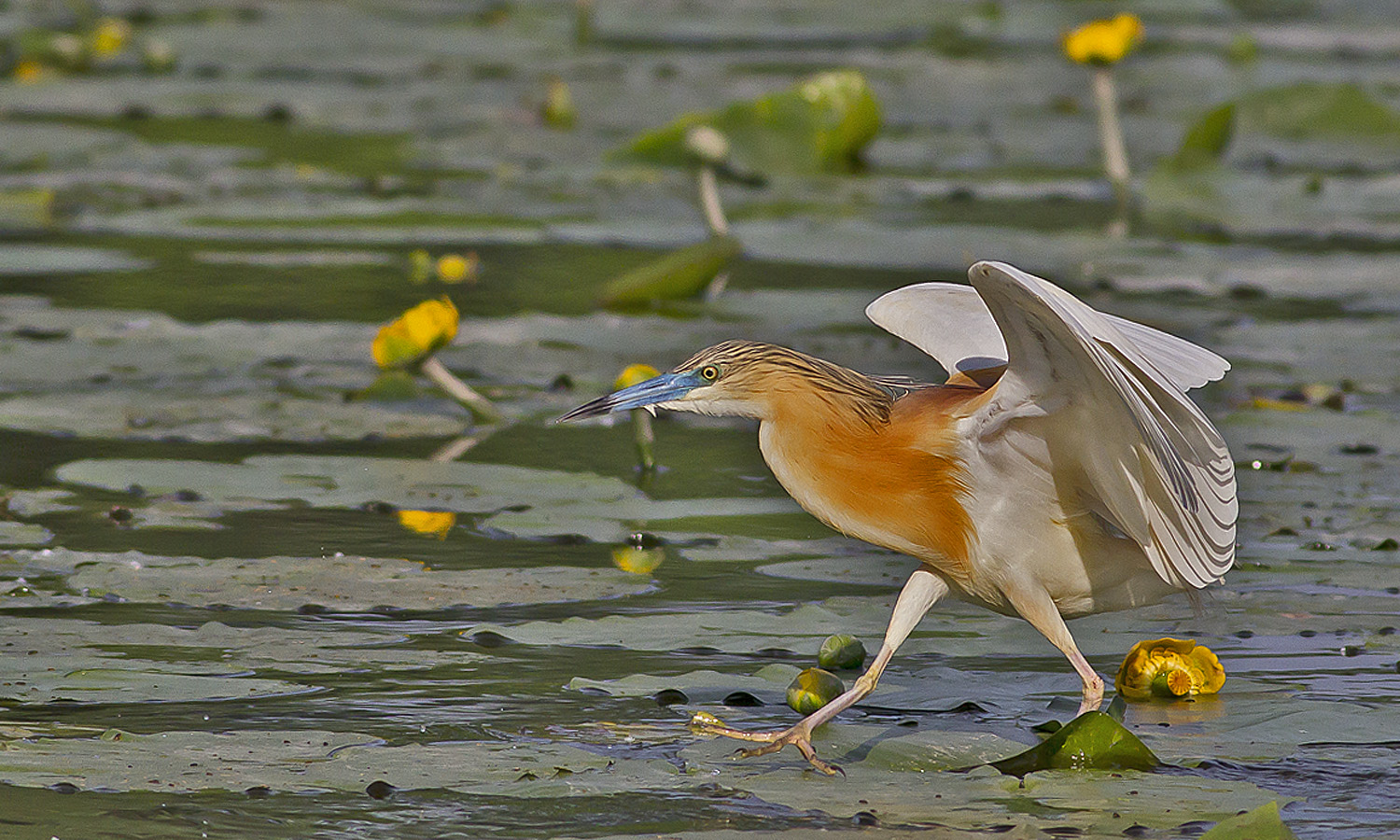 Passeggiata sulle Ninfee