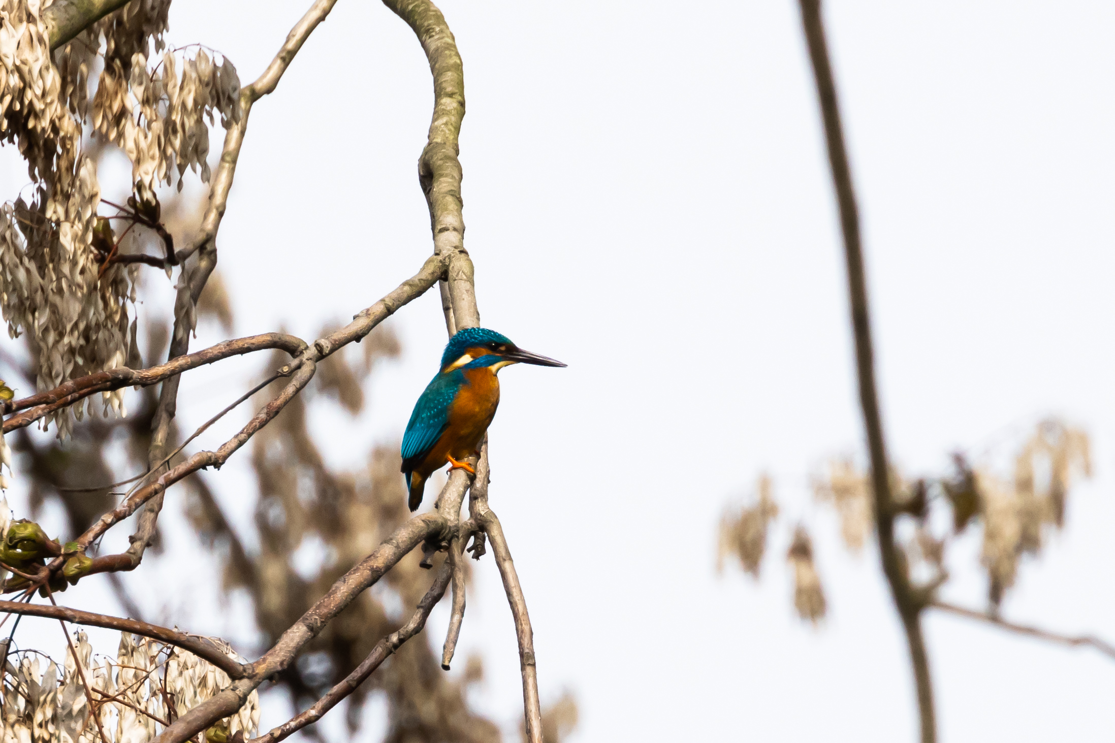 Kingfisher - Imbersago