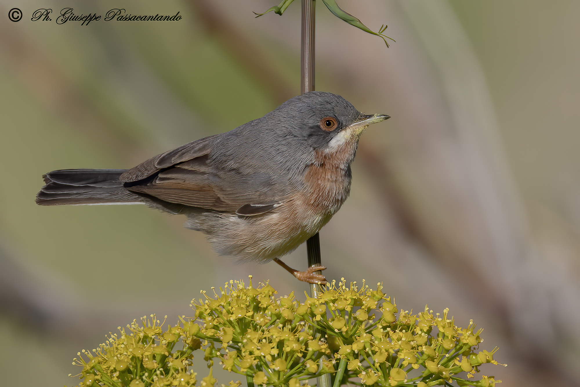 subalpine warbler
