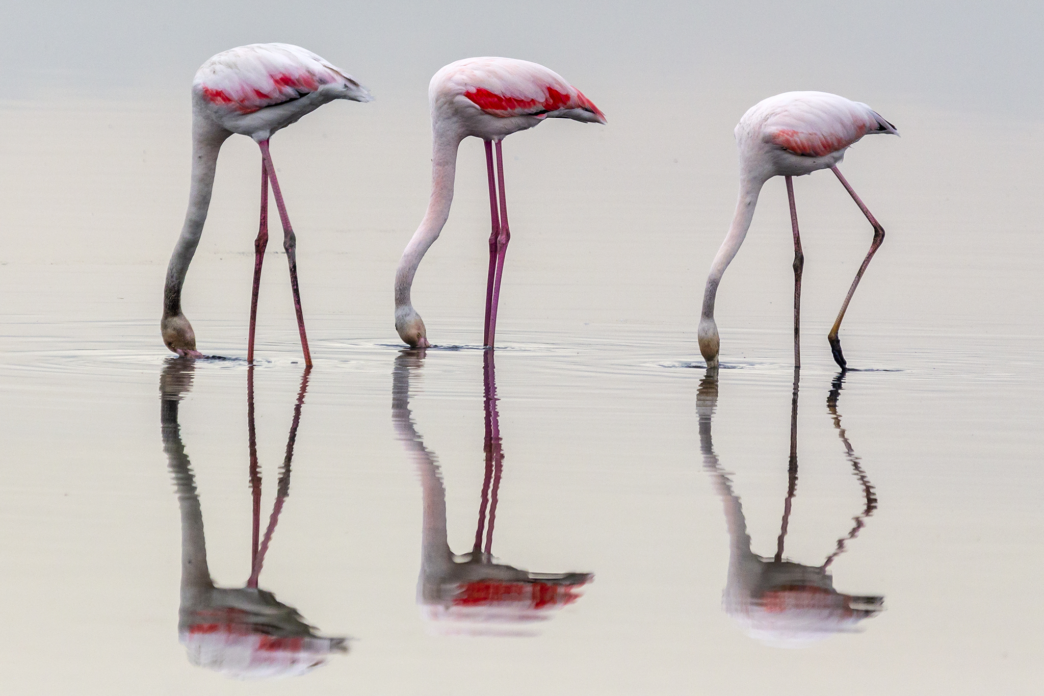 Flamingos in trio