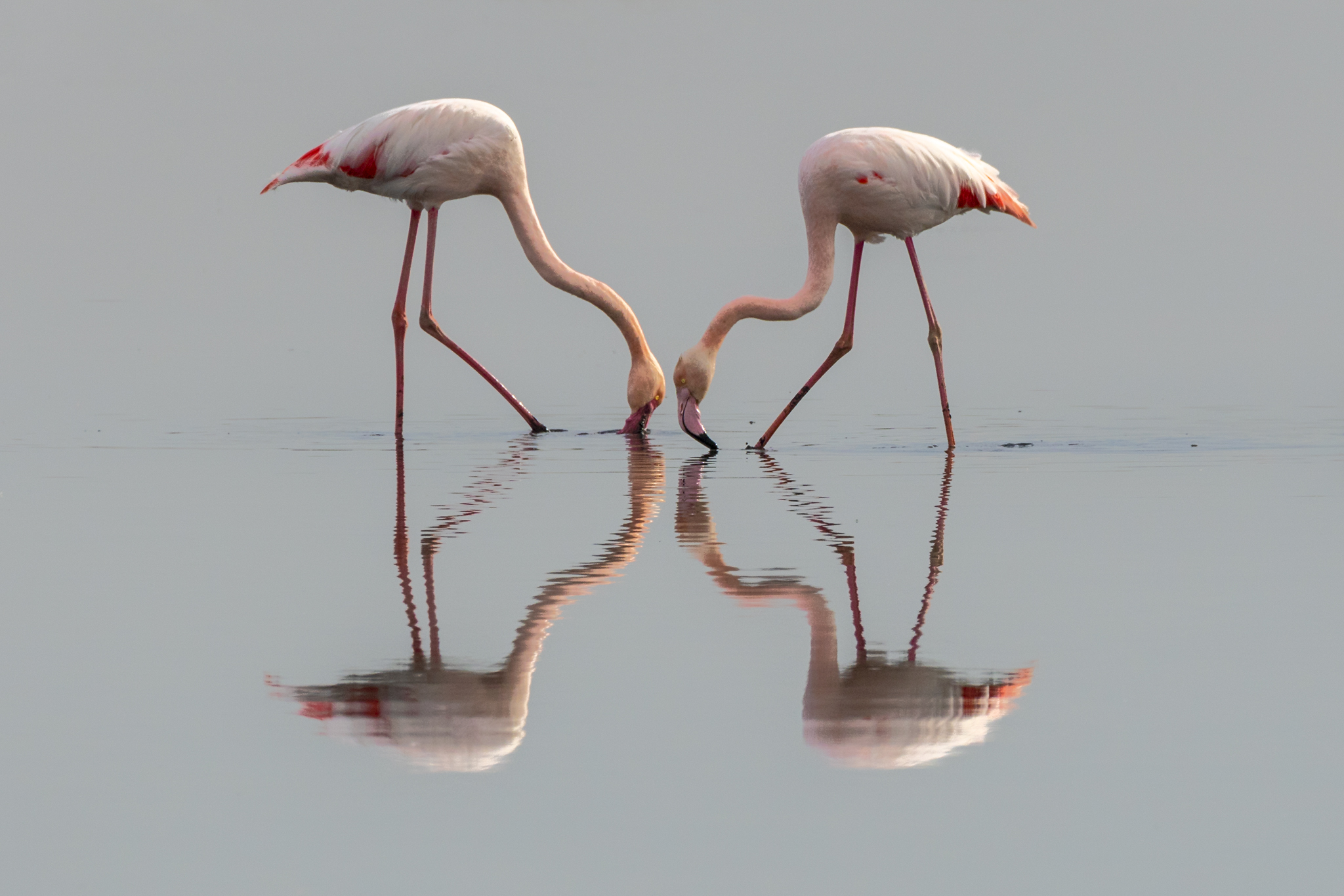 Flamingos in the mirror