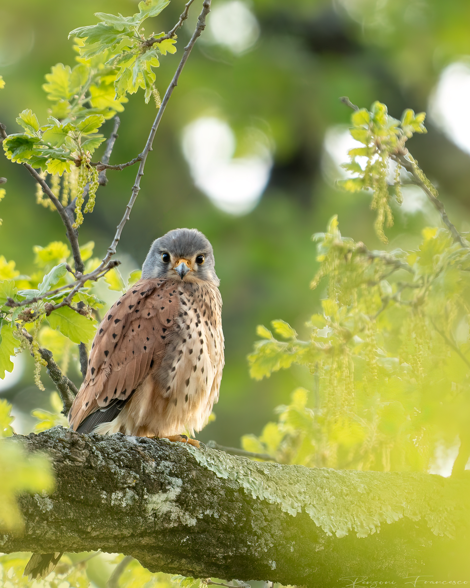 Kestrel