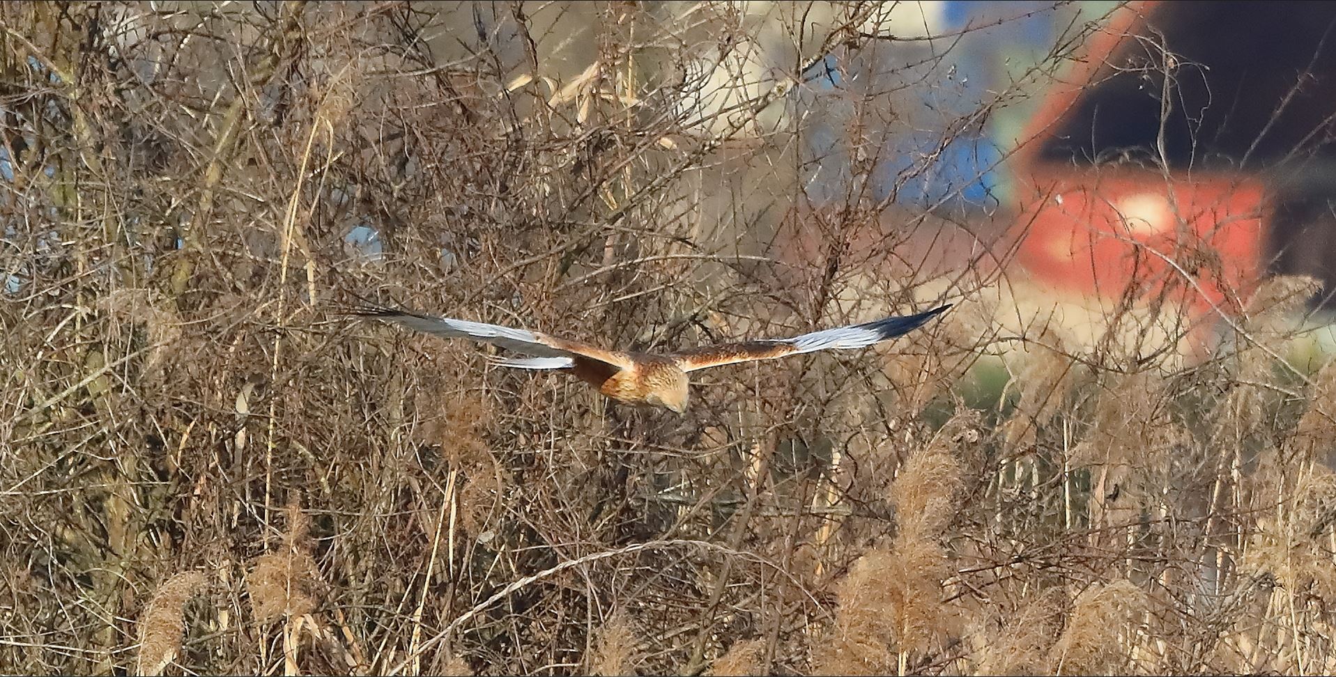 Falco di palude 03-02-2023