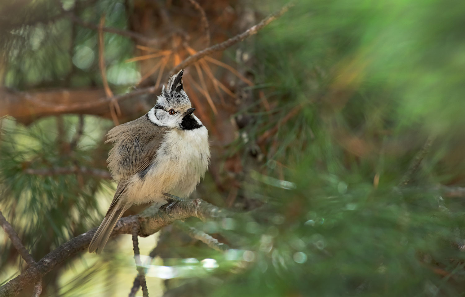 TUFTED