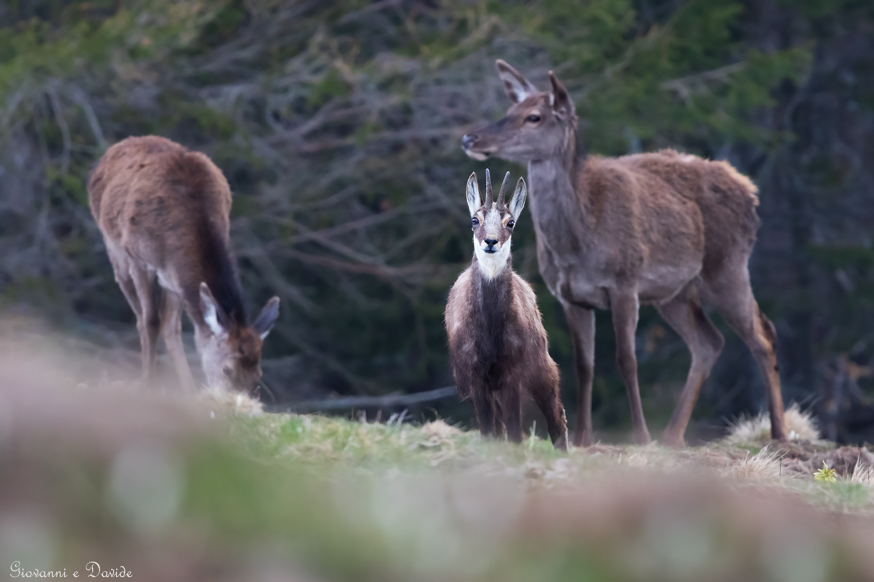 ... Diversity of senses?...