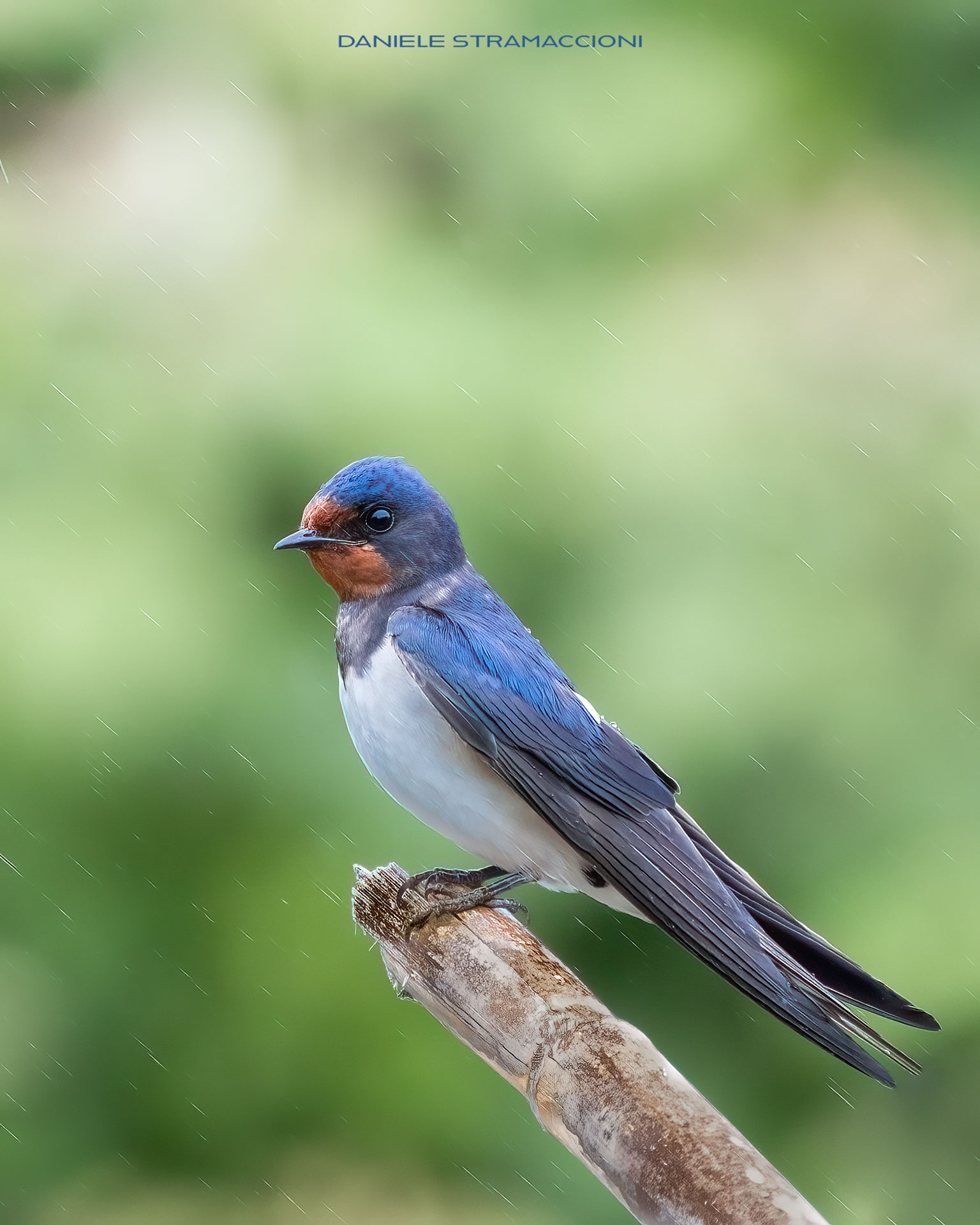 Swallow
