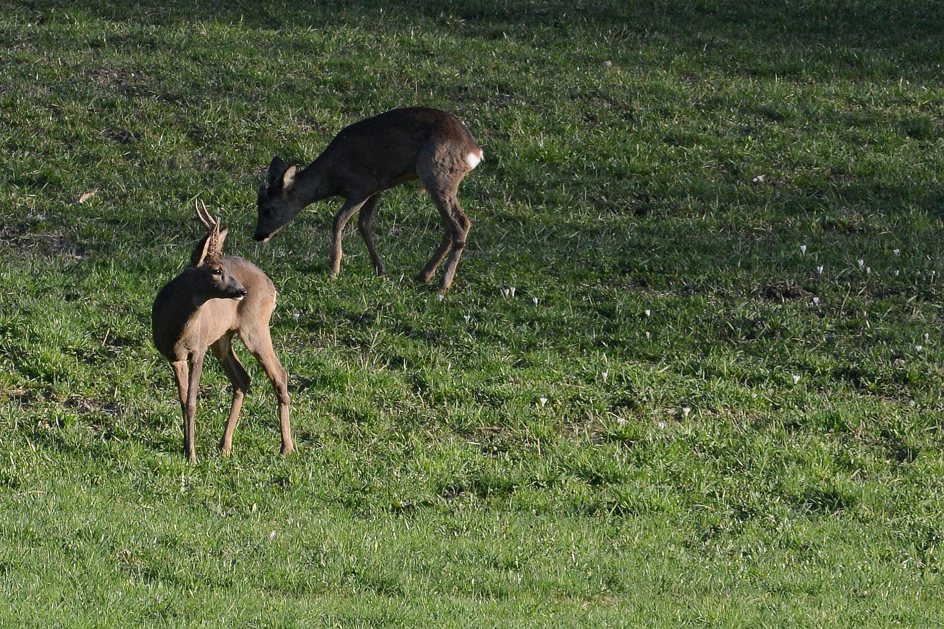 deer at sunset