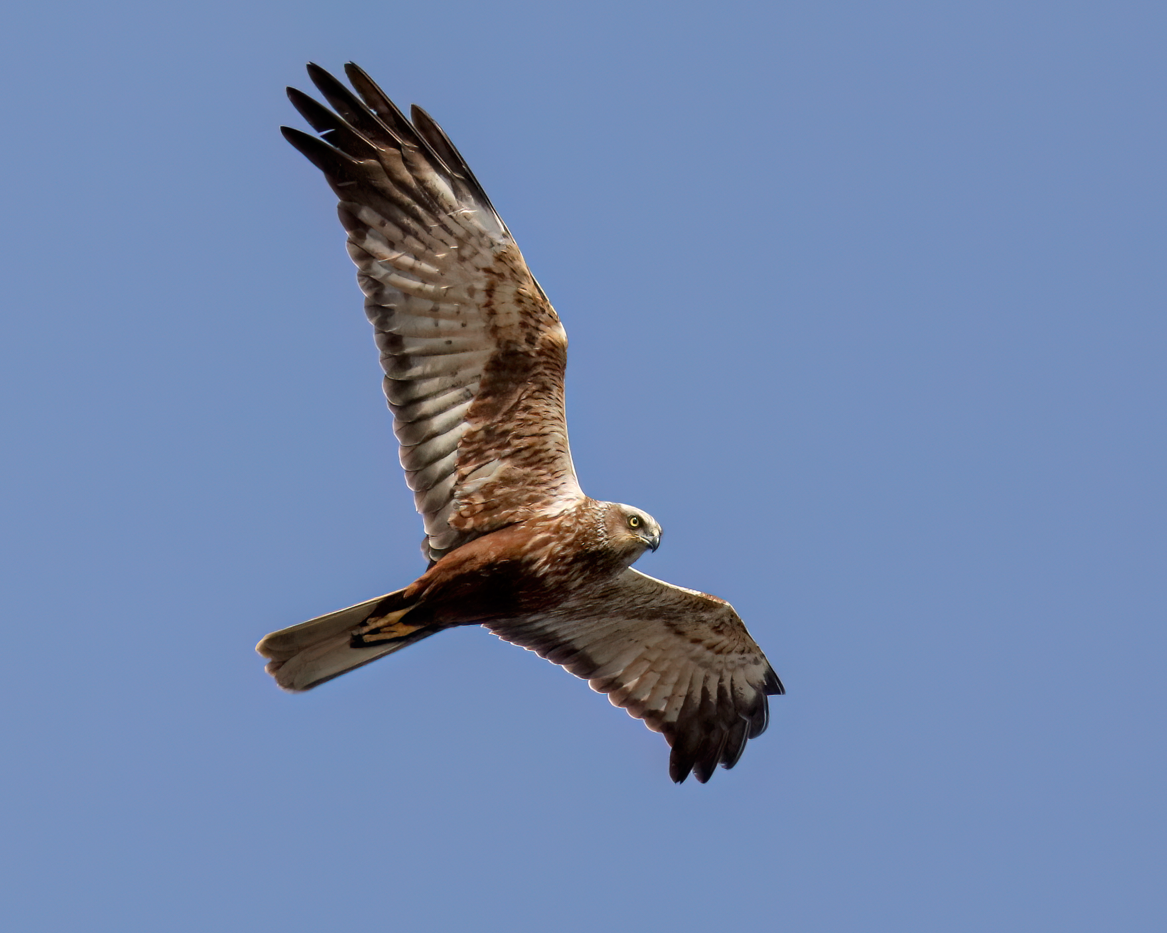 Marsh harrier