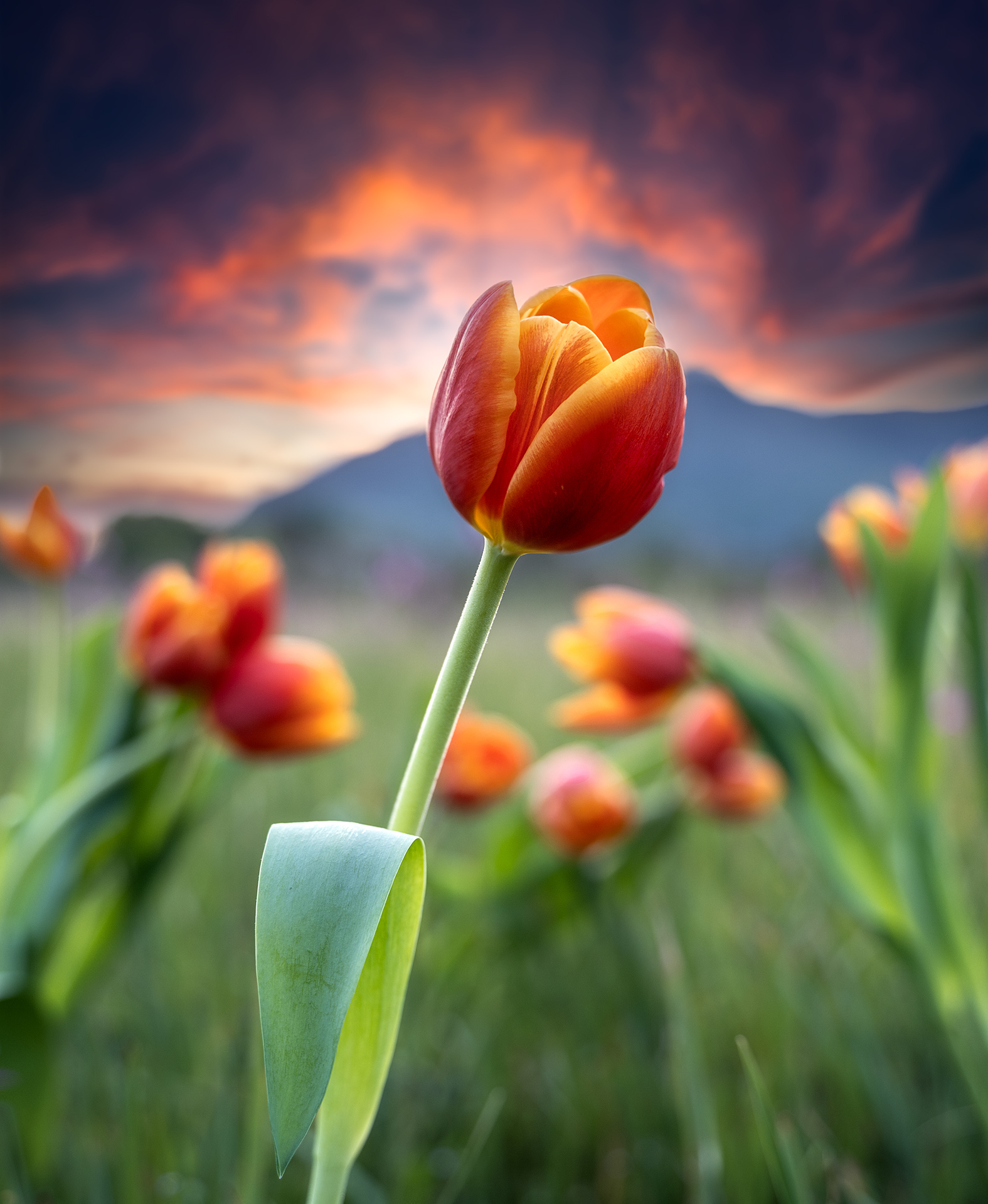 Tulips