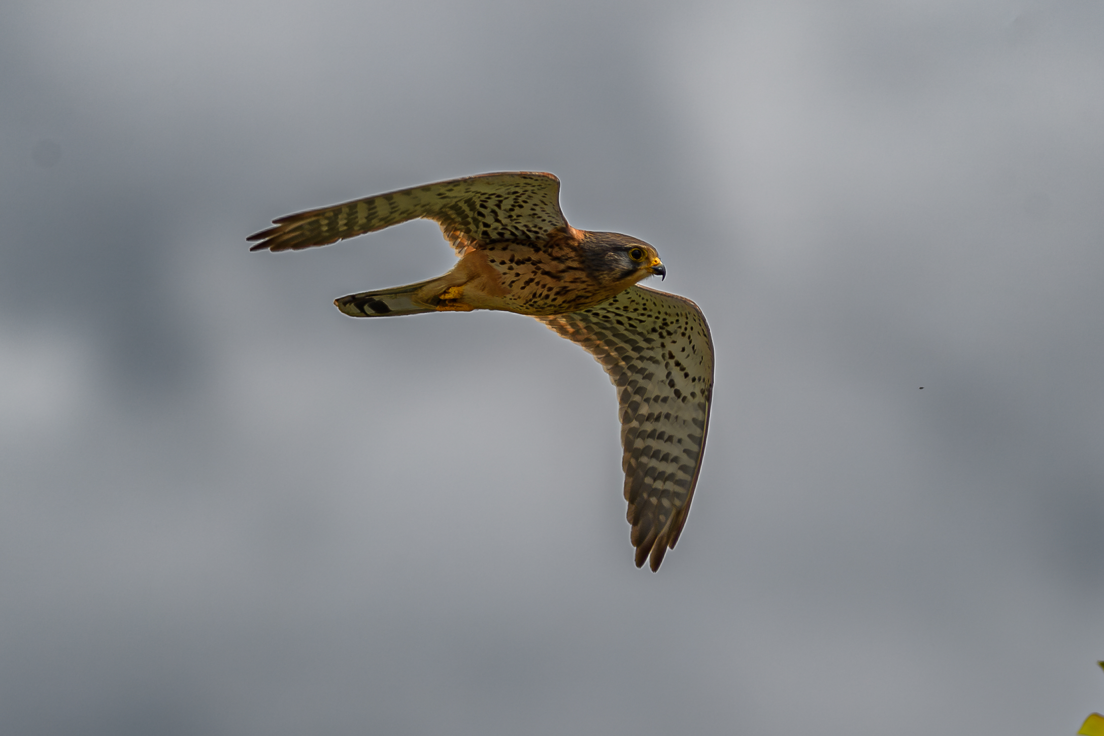 Kestrel