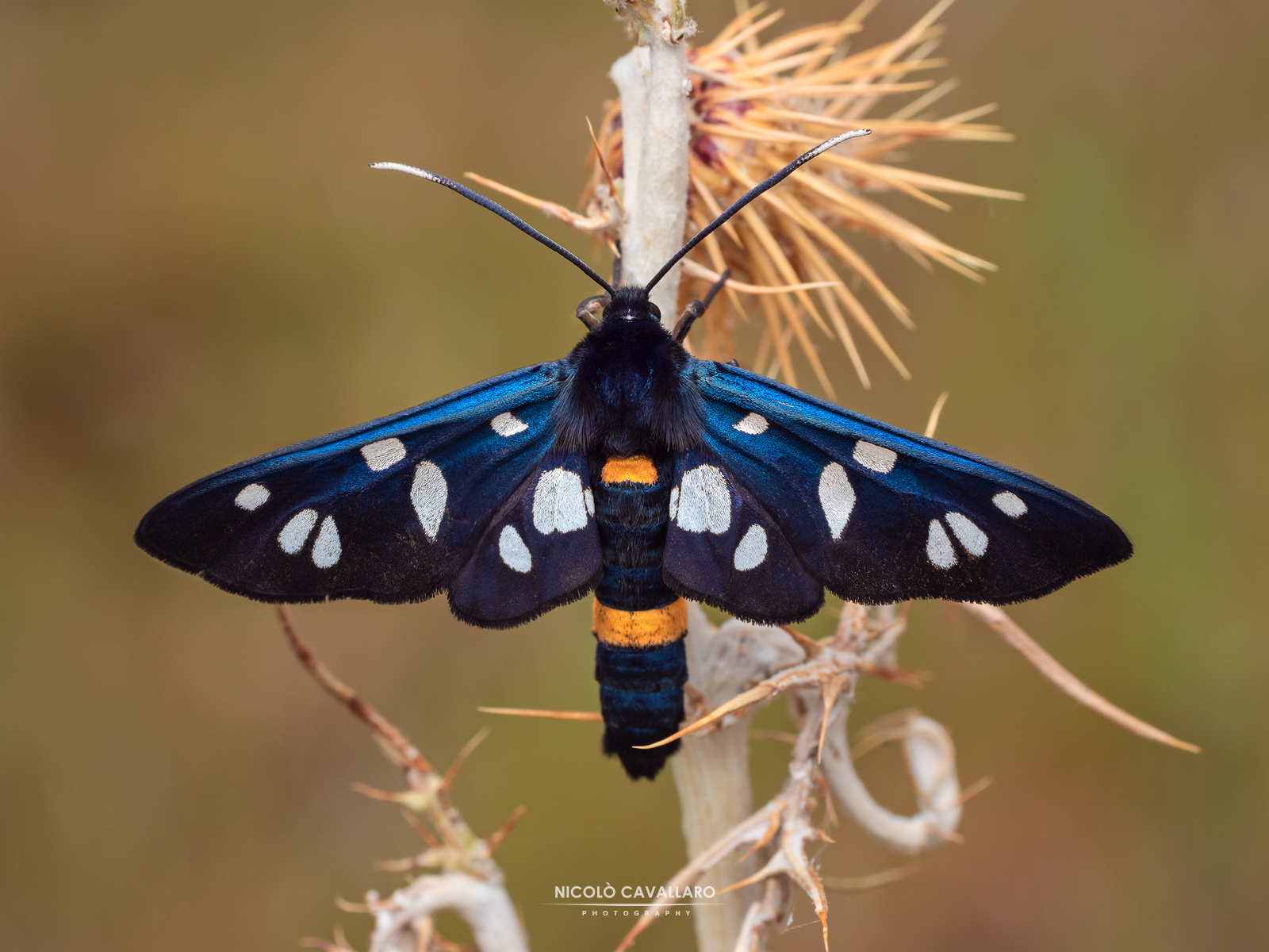 Syntomis quercii (subsp. Amata kruegeri)