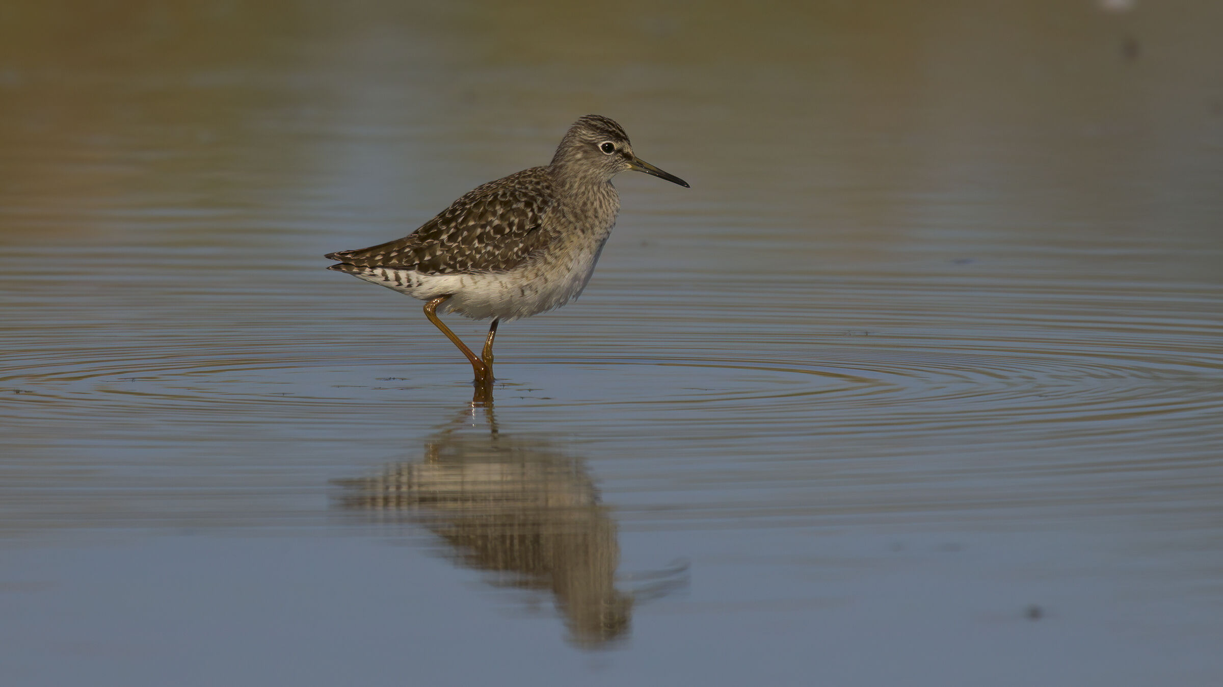 Sandpiper sandpiper