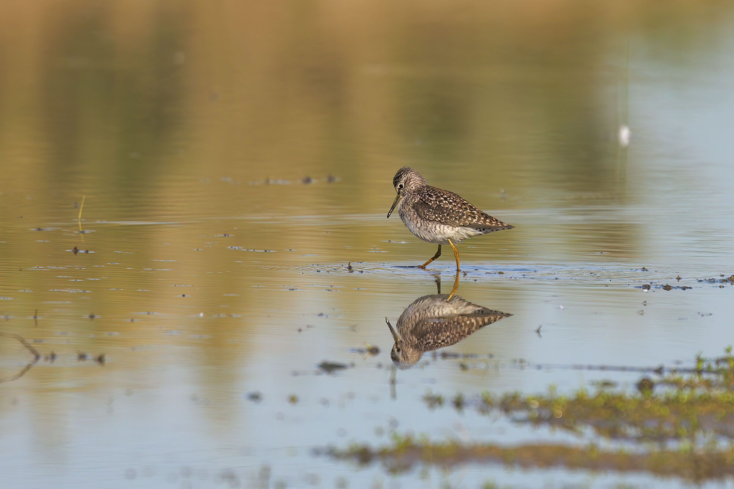 Sandpiper sandpiper 1