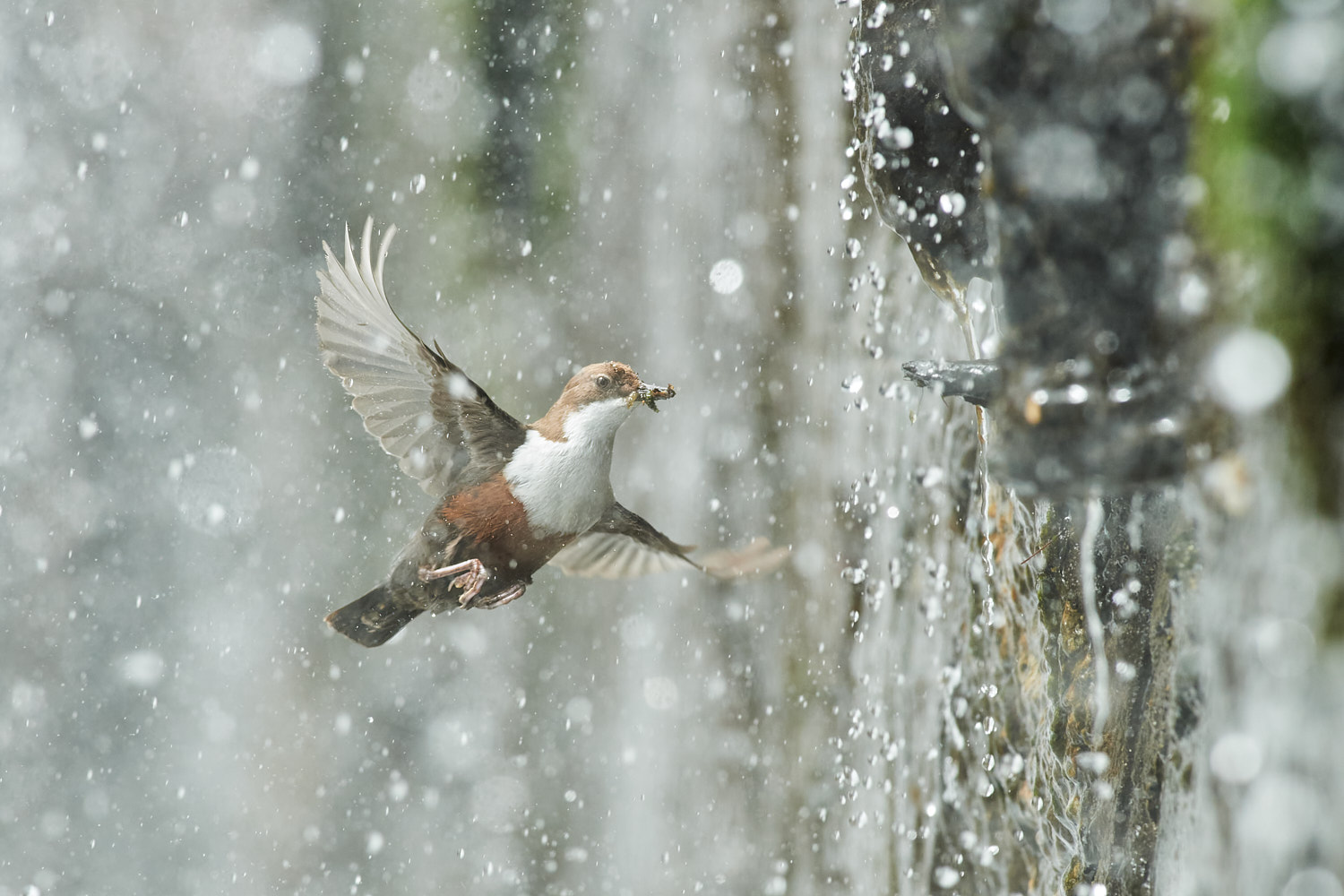 Dipper under the waterfall