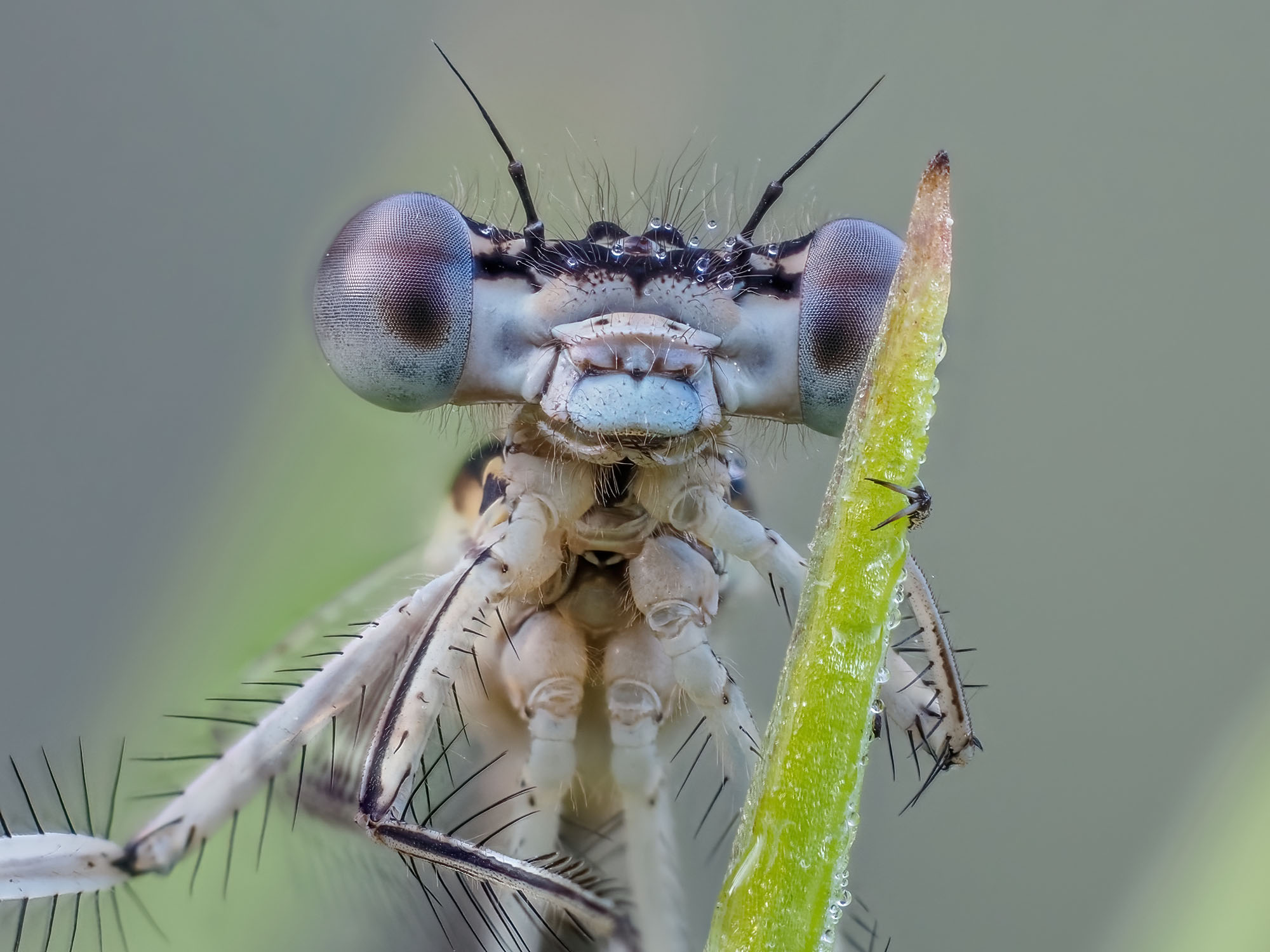Platycnemis pennipes