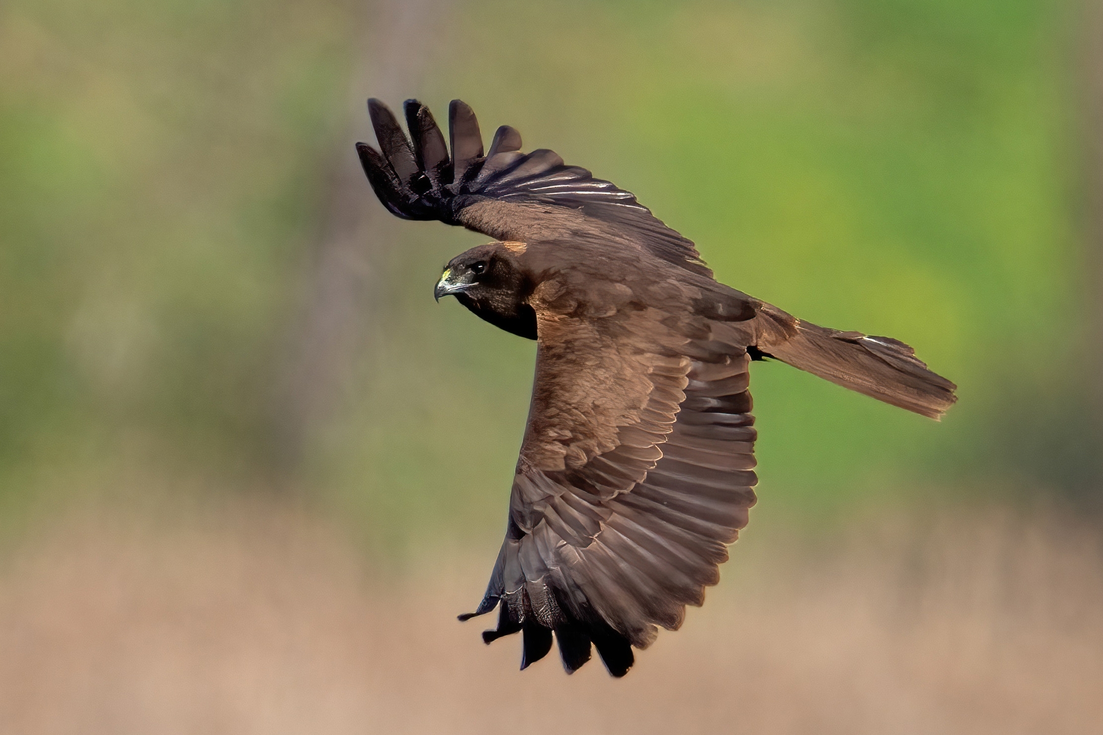 Marsh harrier (Circus aeruginosus)