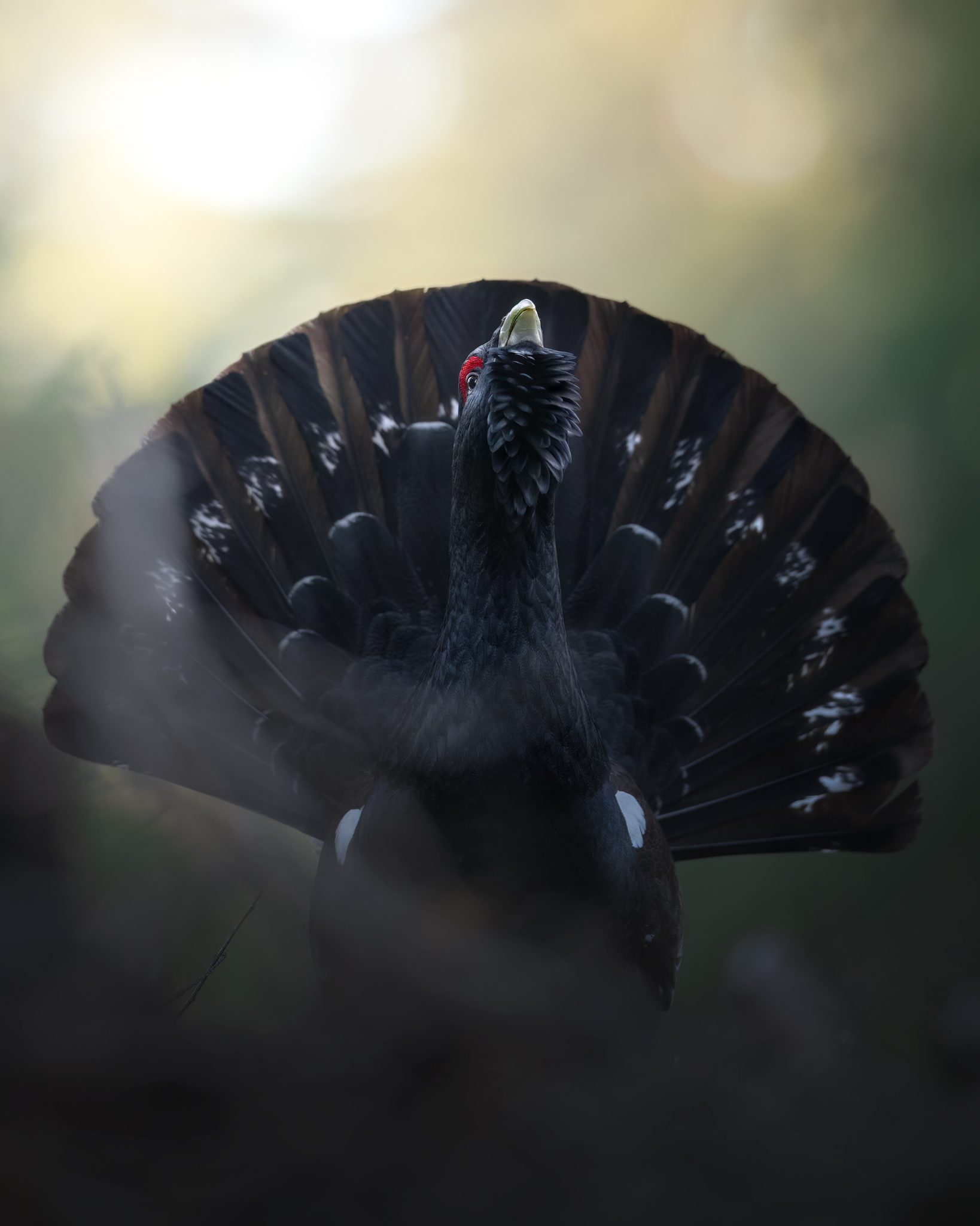 The capercaillie