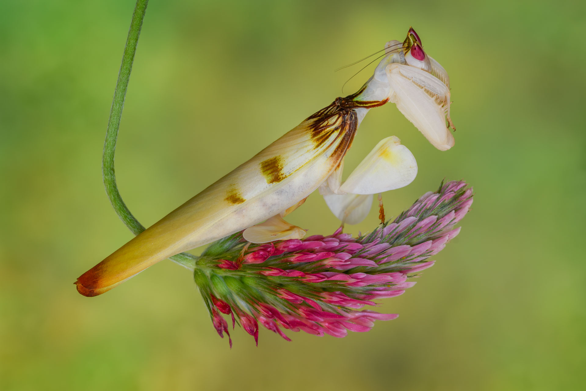 Hymenopus coronatus