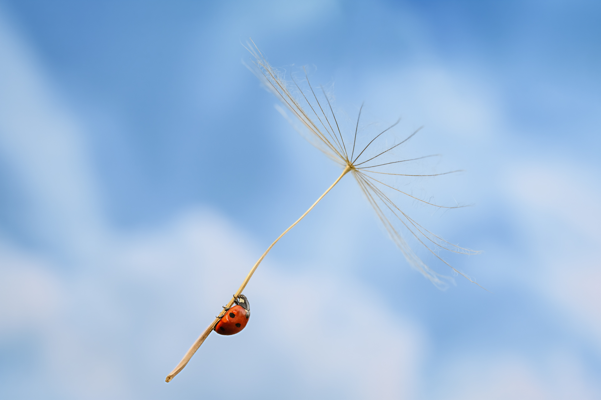 A ladybug's dream