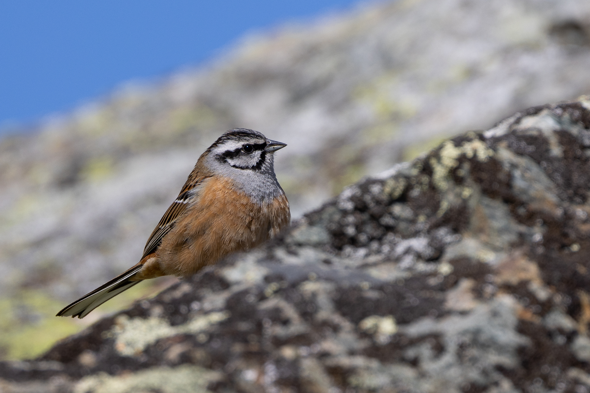 Muciatto bunting