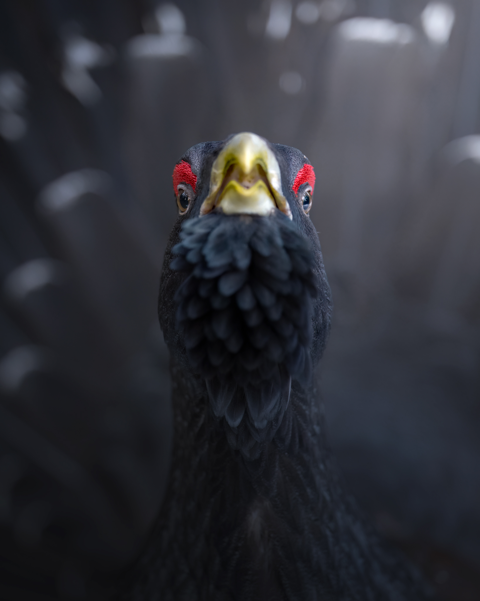 Capercaillie, portrait ?