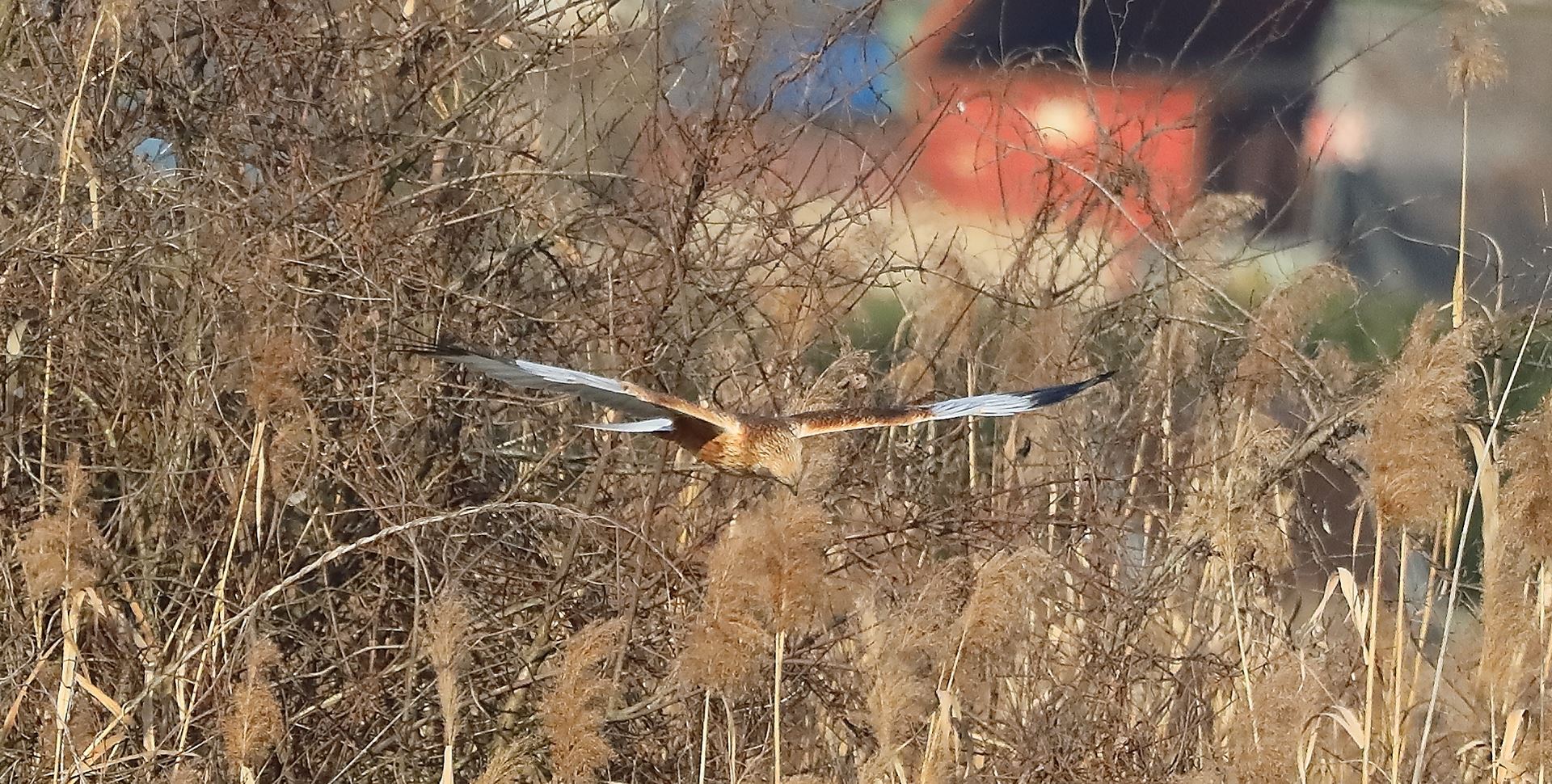 Falco di palude 03-02-2023