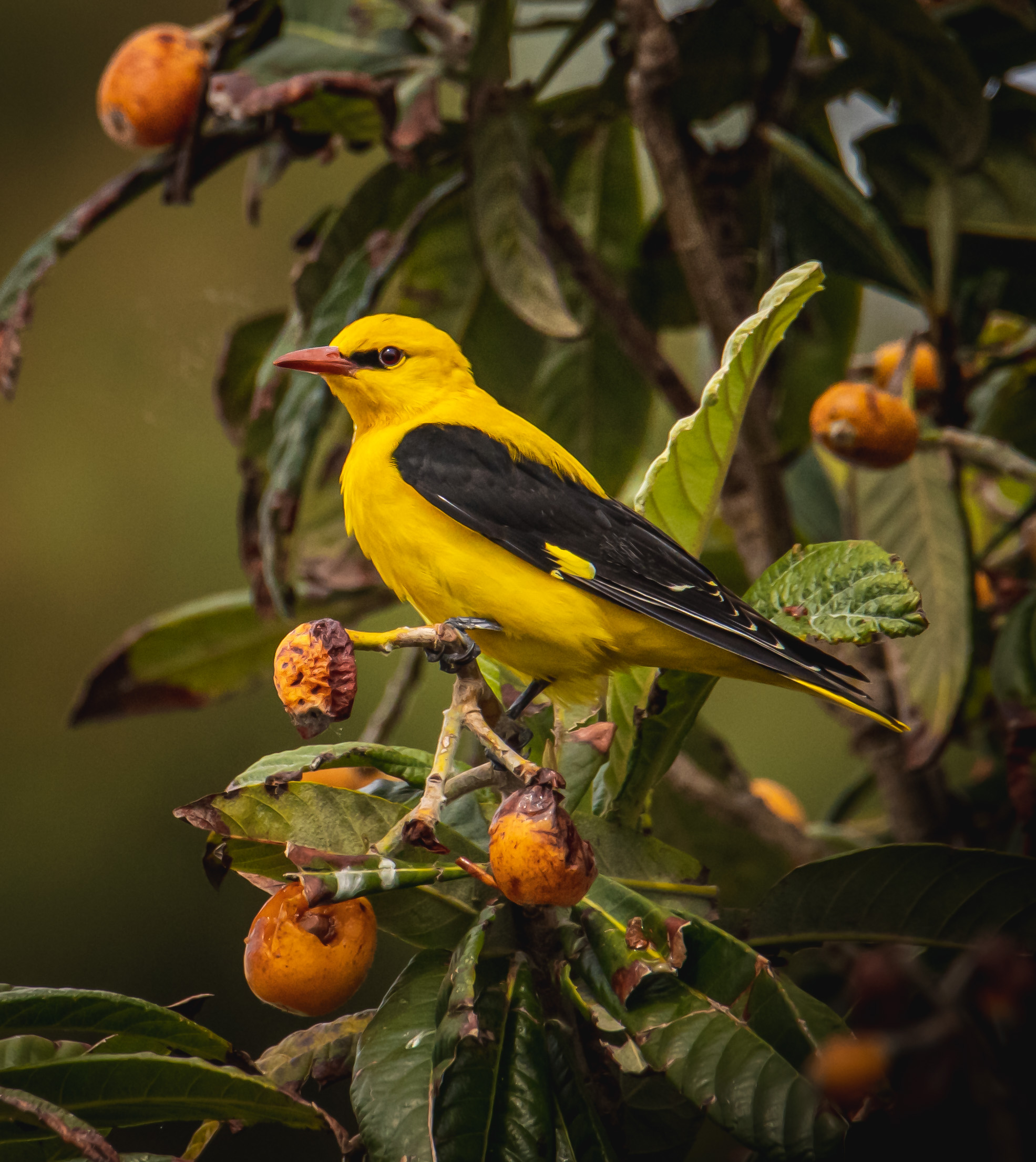 Golden oriole