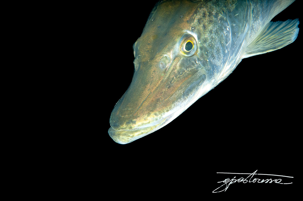 Pike
