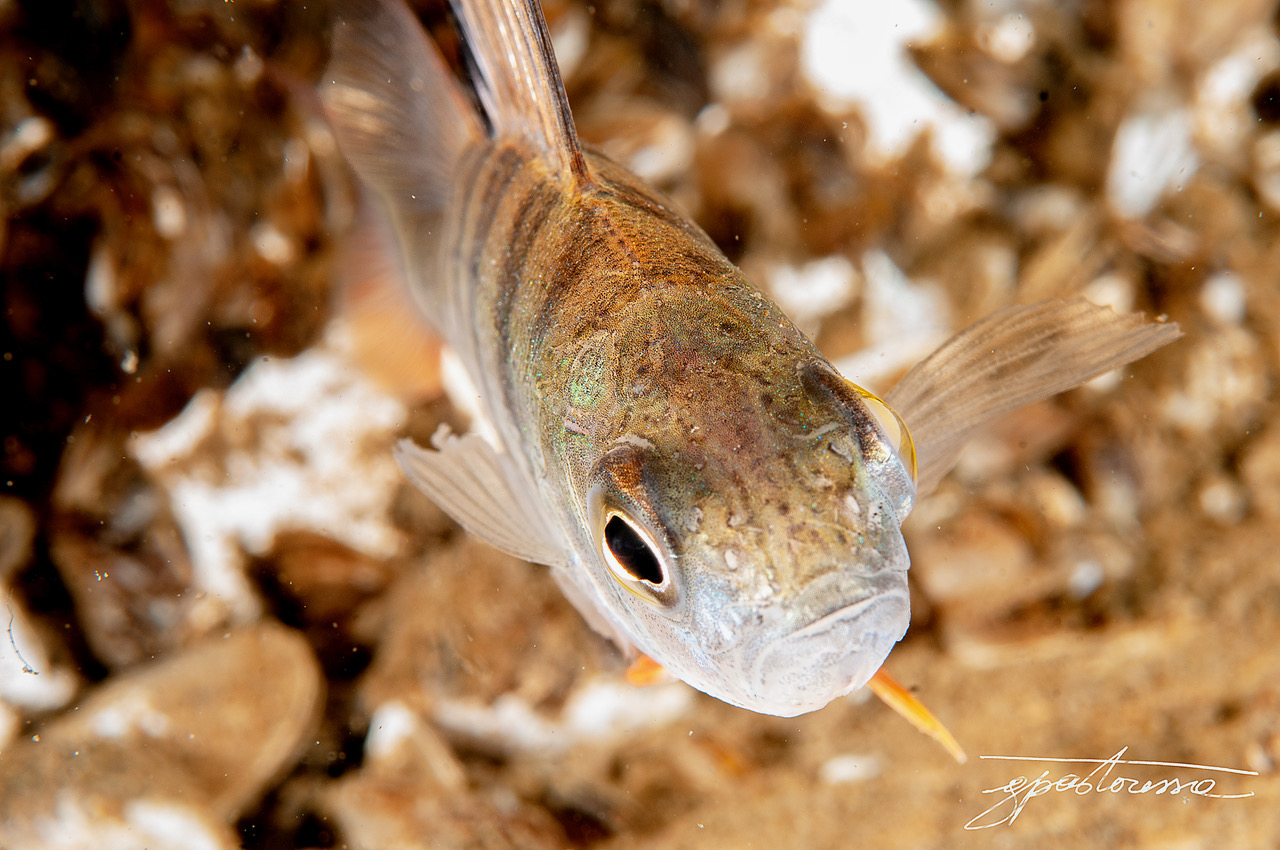 Perch