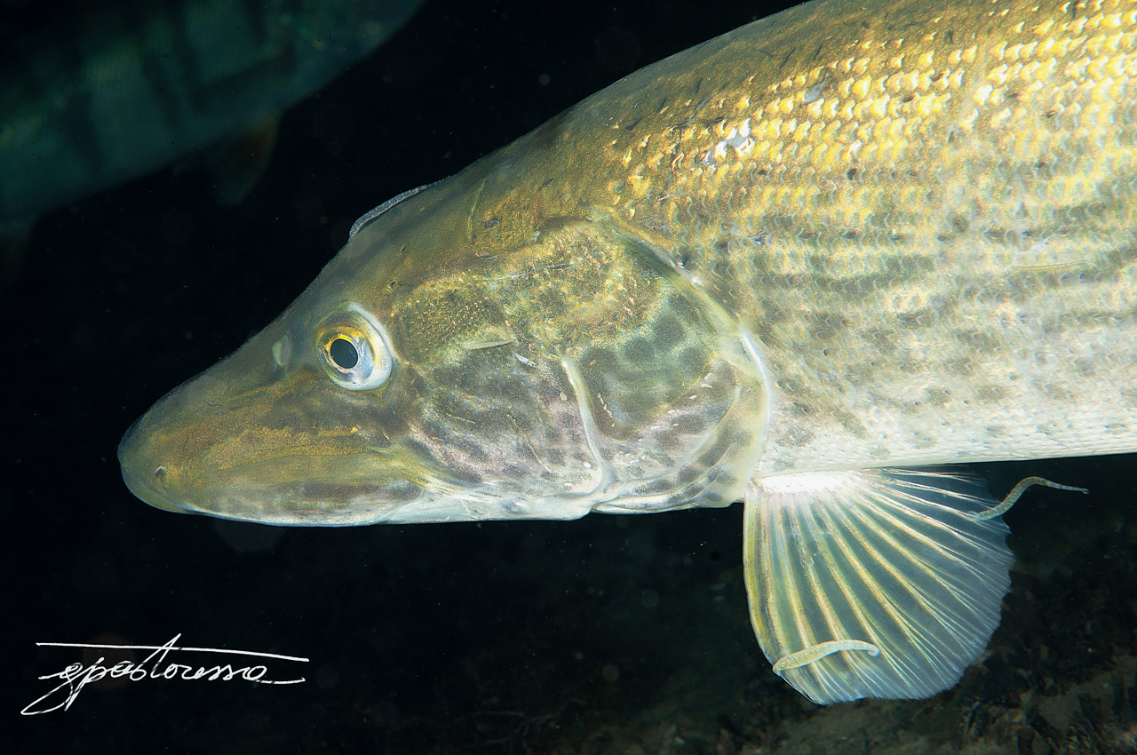 Pike2