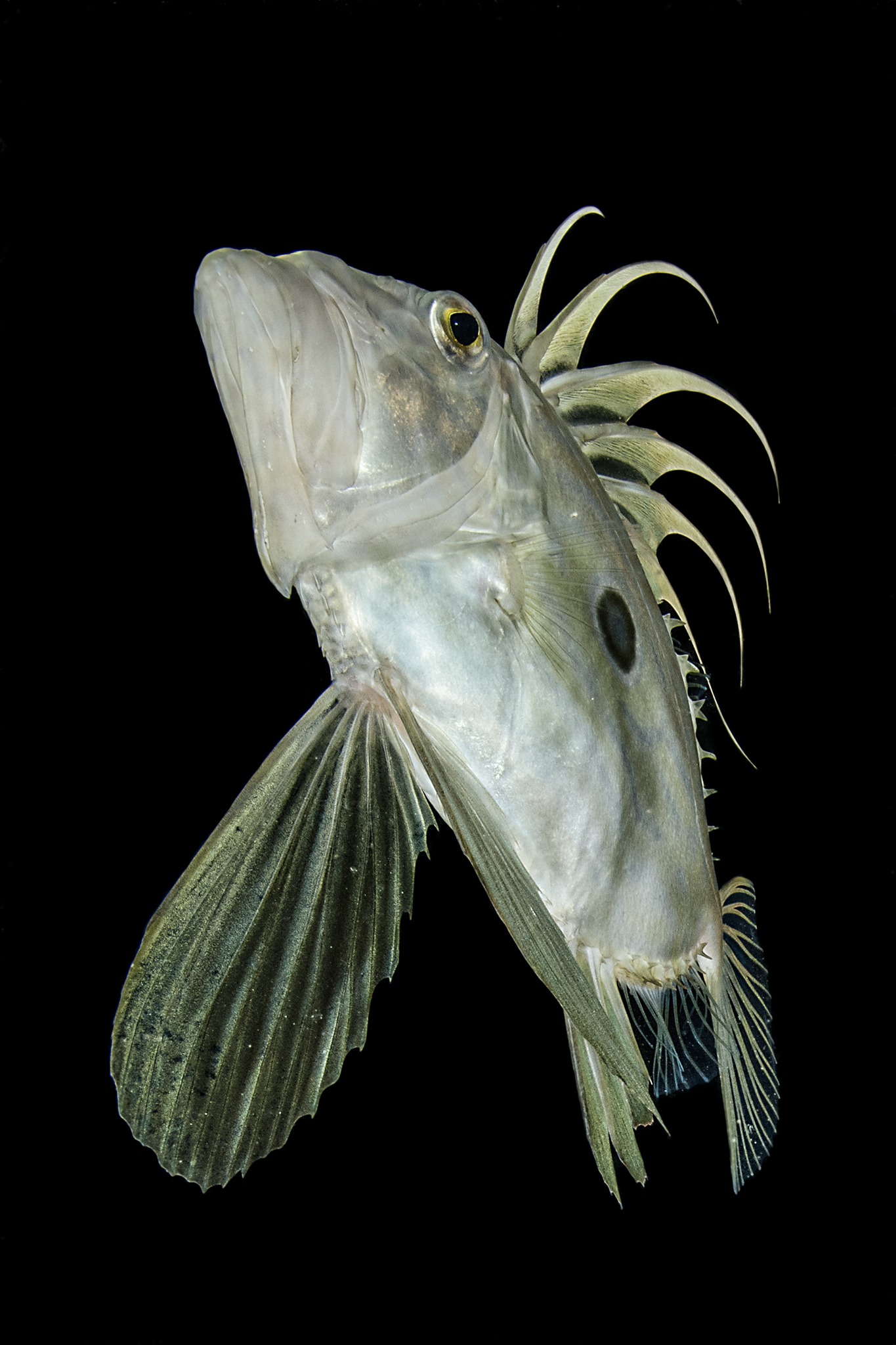 St. Peter's Fish