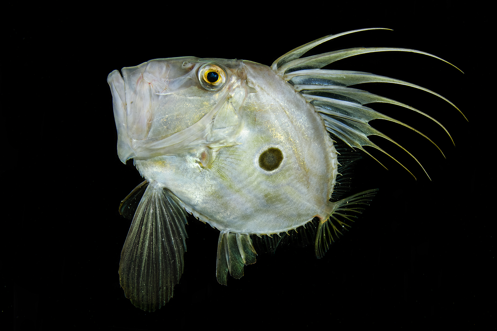 St. Peter's Fish