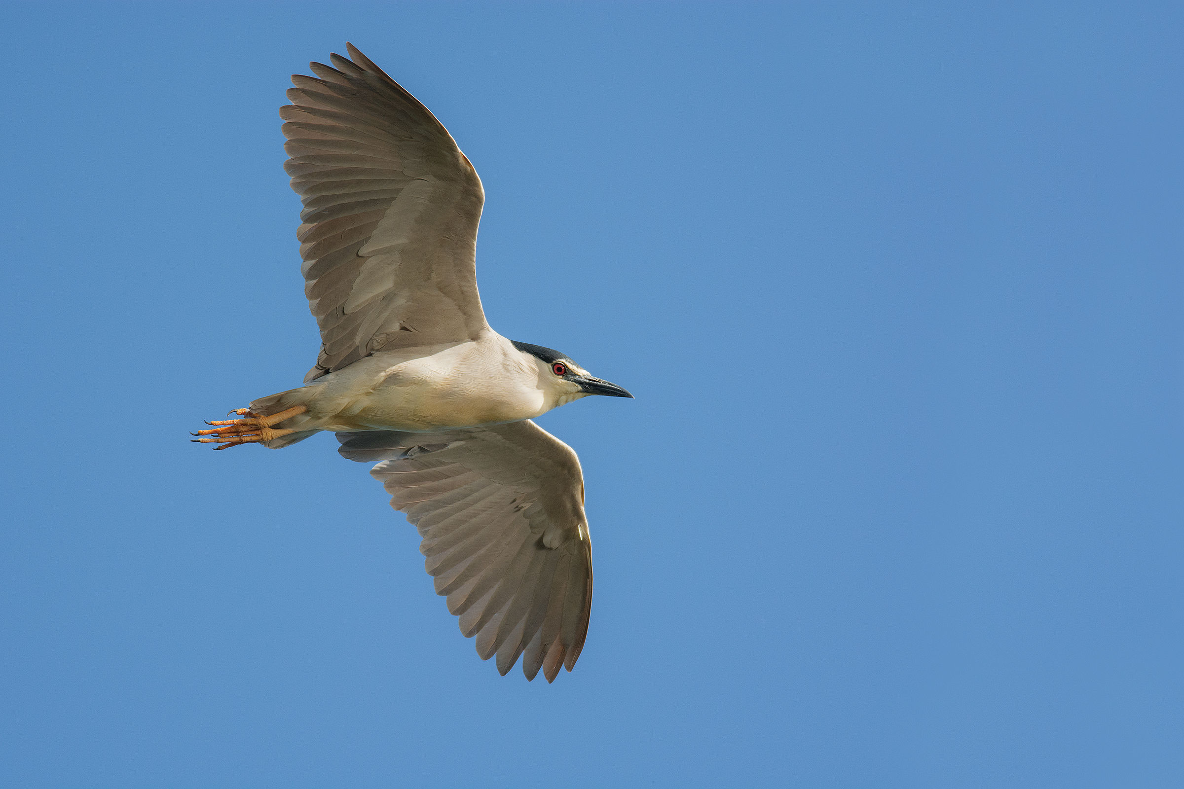 Night Heron