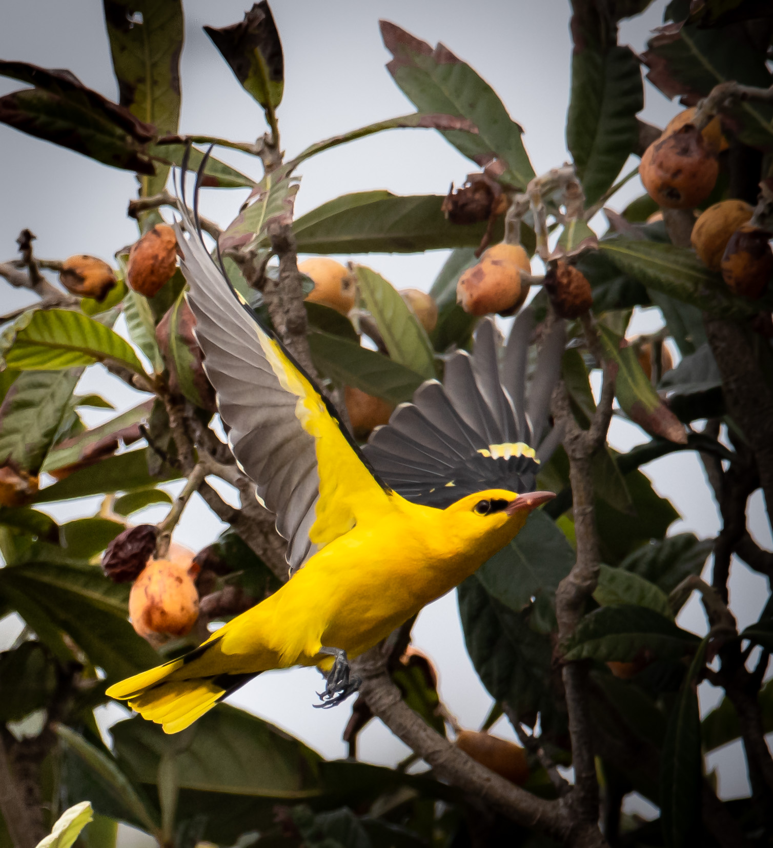 Golden oriole