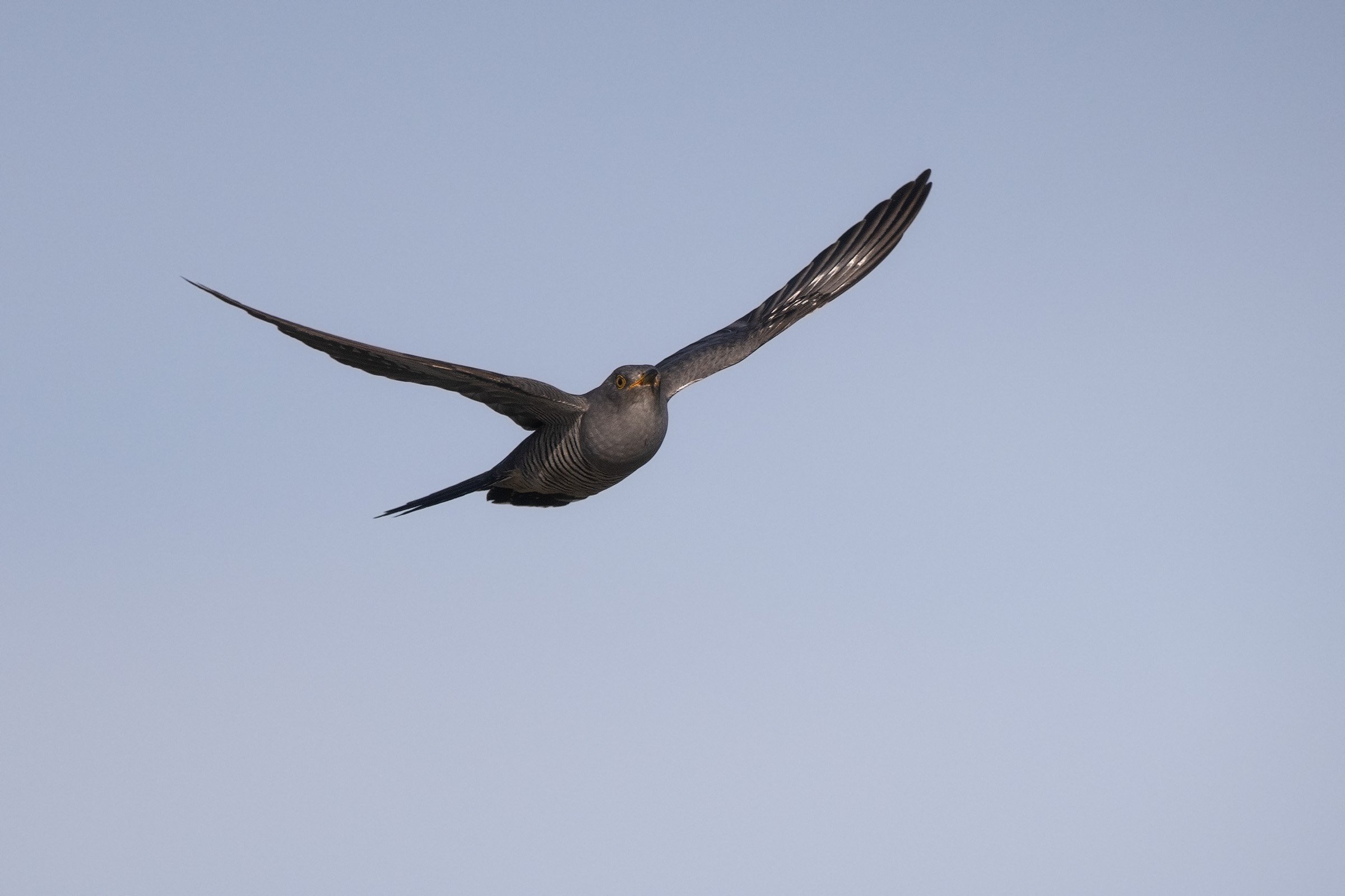 Cuculo in avvicinamento