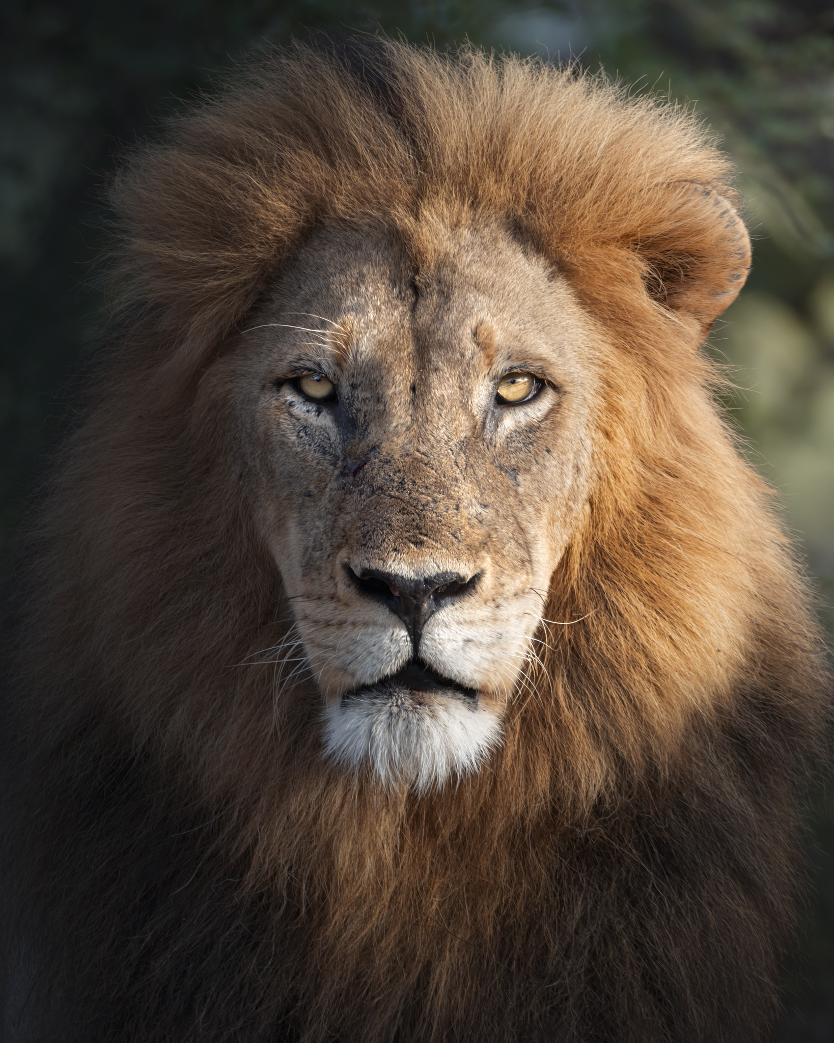 Portrait of the King