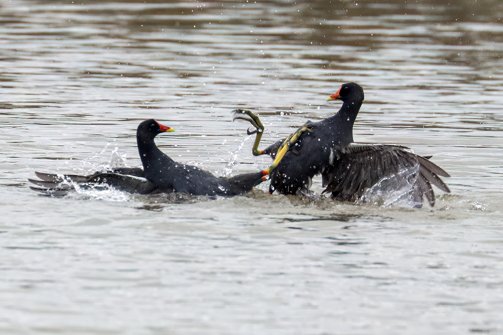 Moorhens